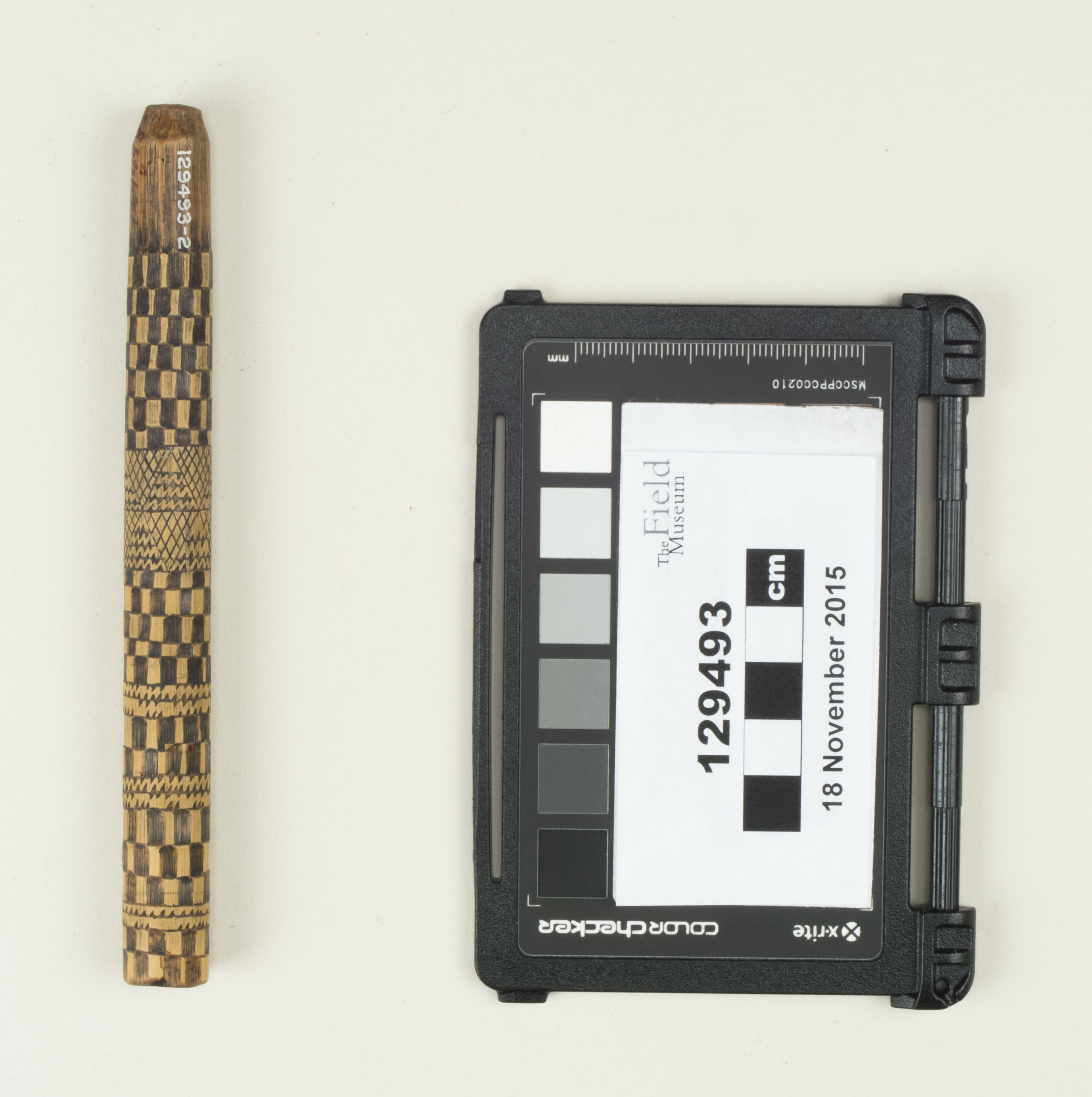 Top view (c) Field Museum of Natural History - CC BY-NC 4.0