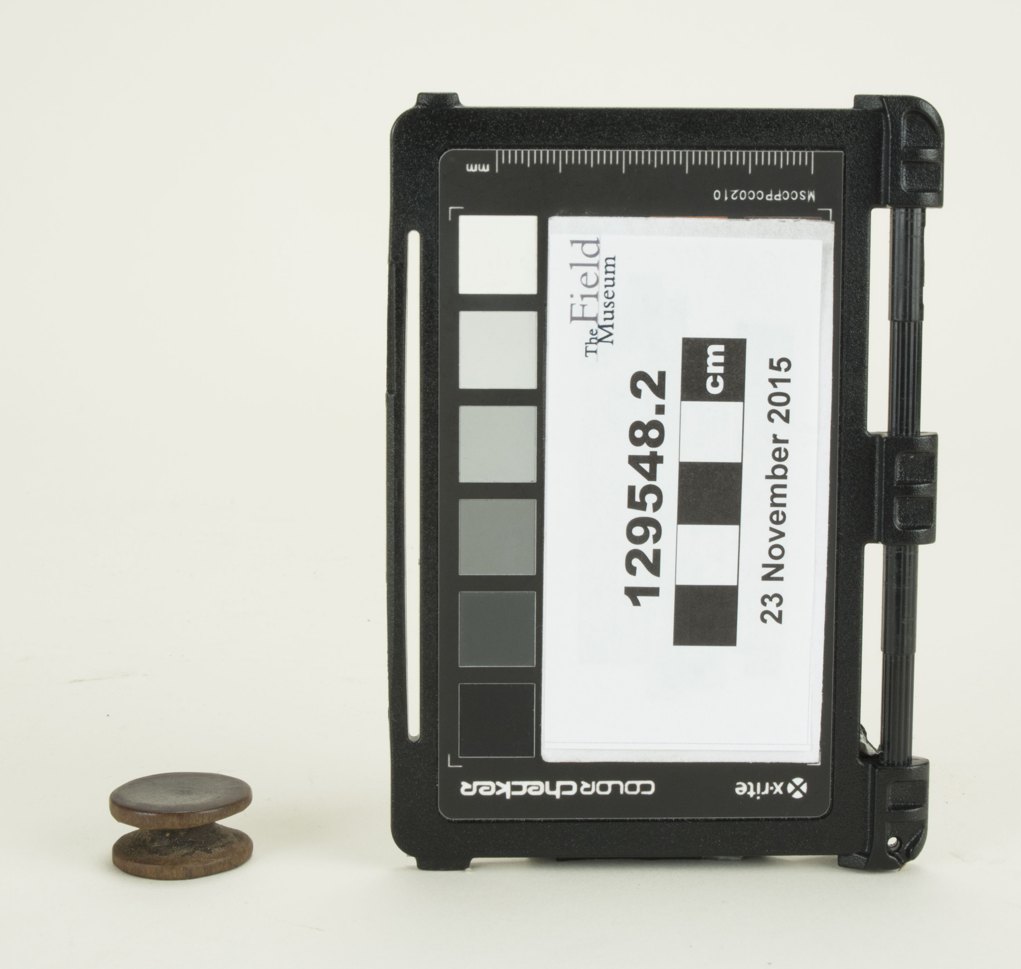 Front view (c) Field Museum of Natural History - CC BY-NC 4.0