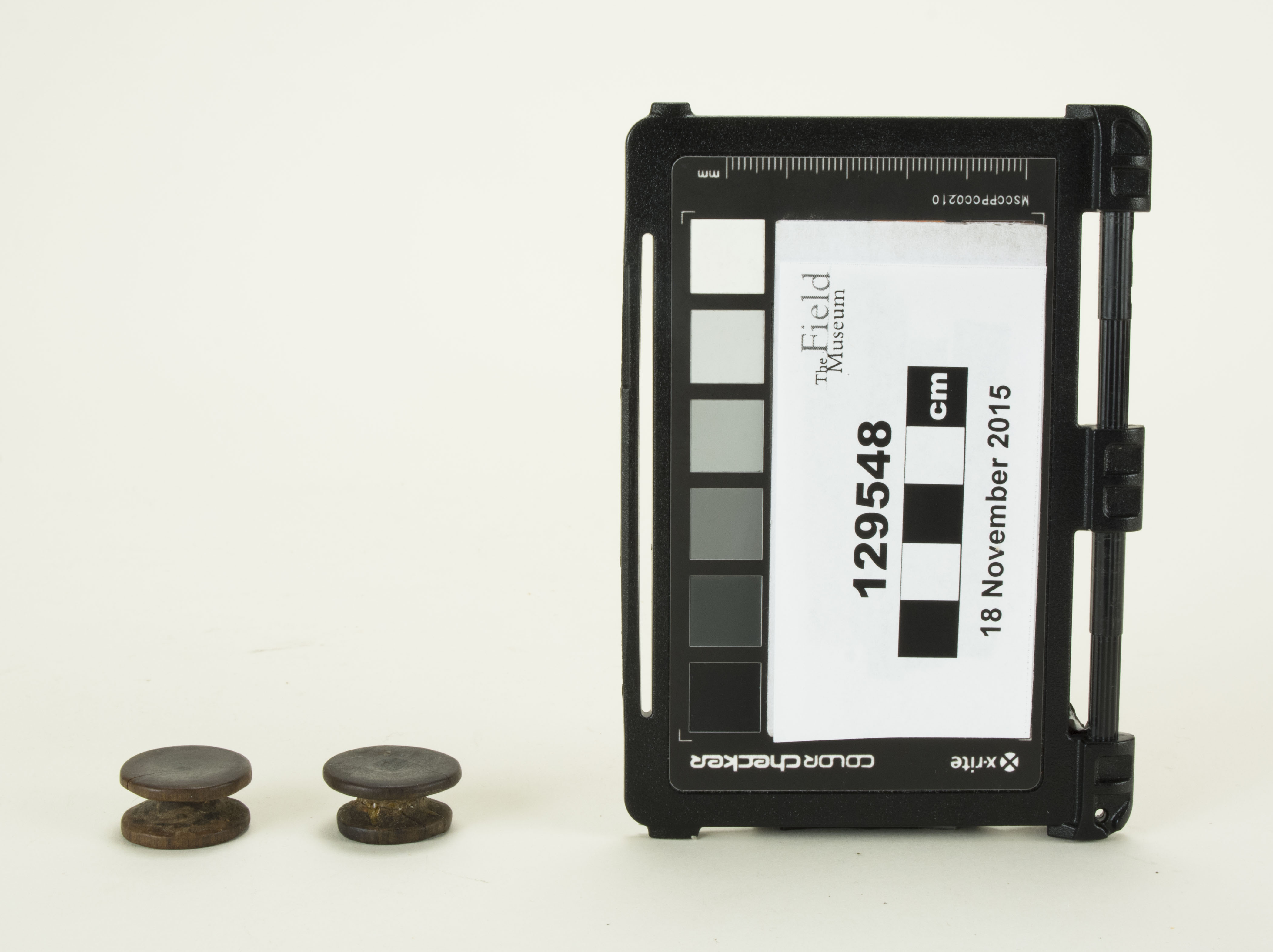 Front view (c) Field Museum of Natural History - CC BY-NC 4.0