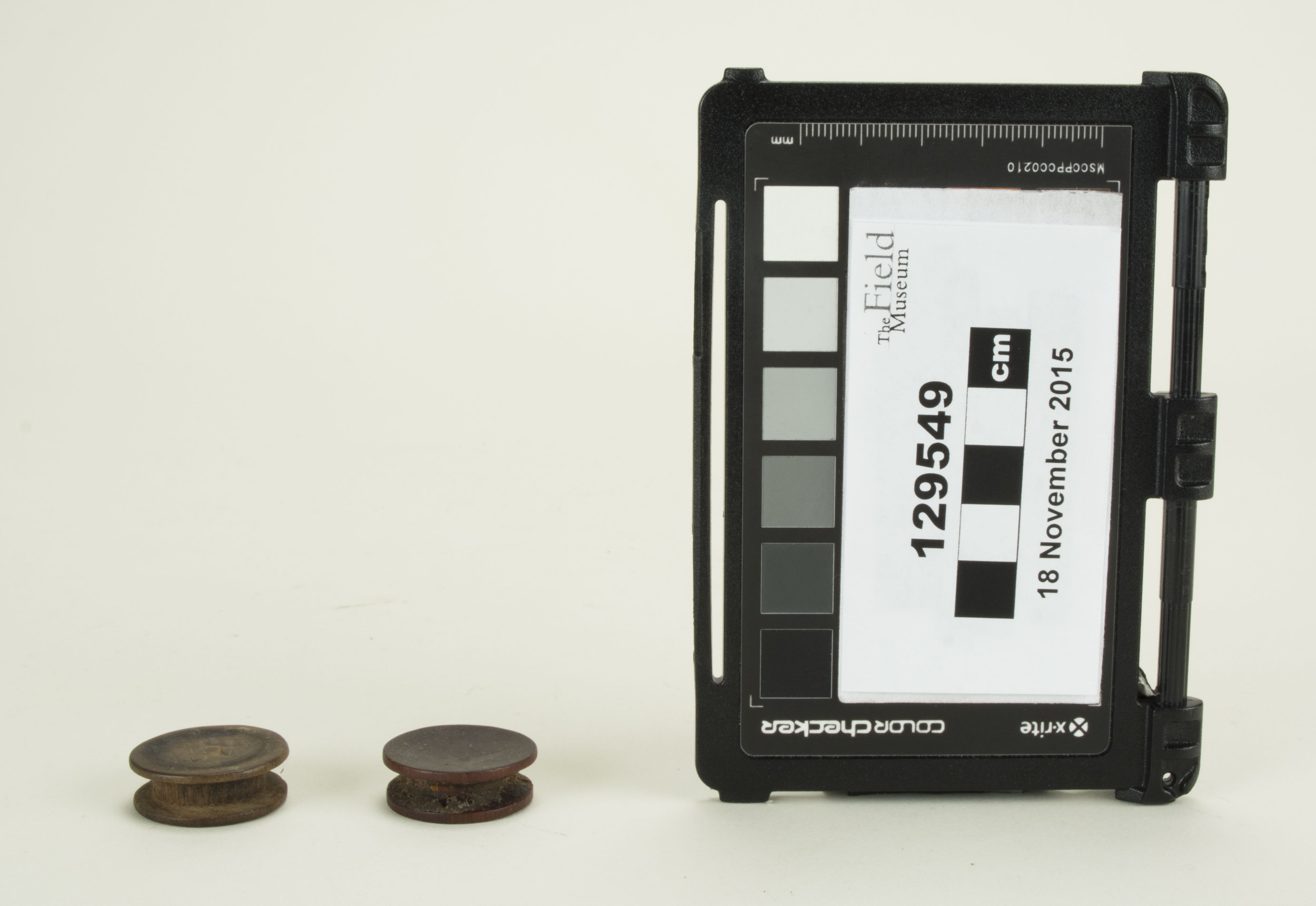 Front view (c) Field Museum of Natural History - CC BY-NC 4.0