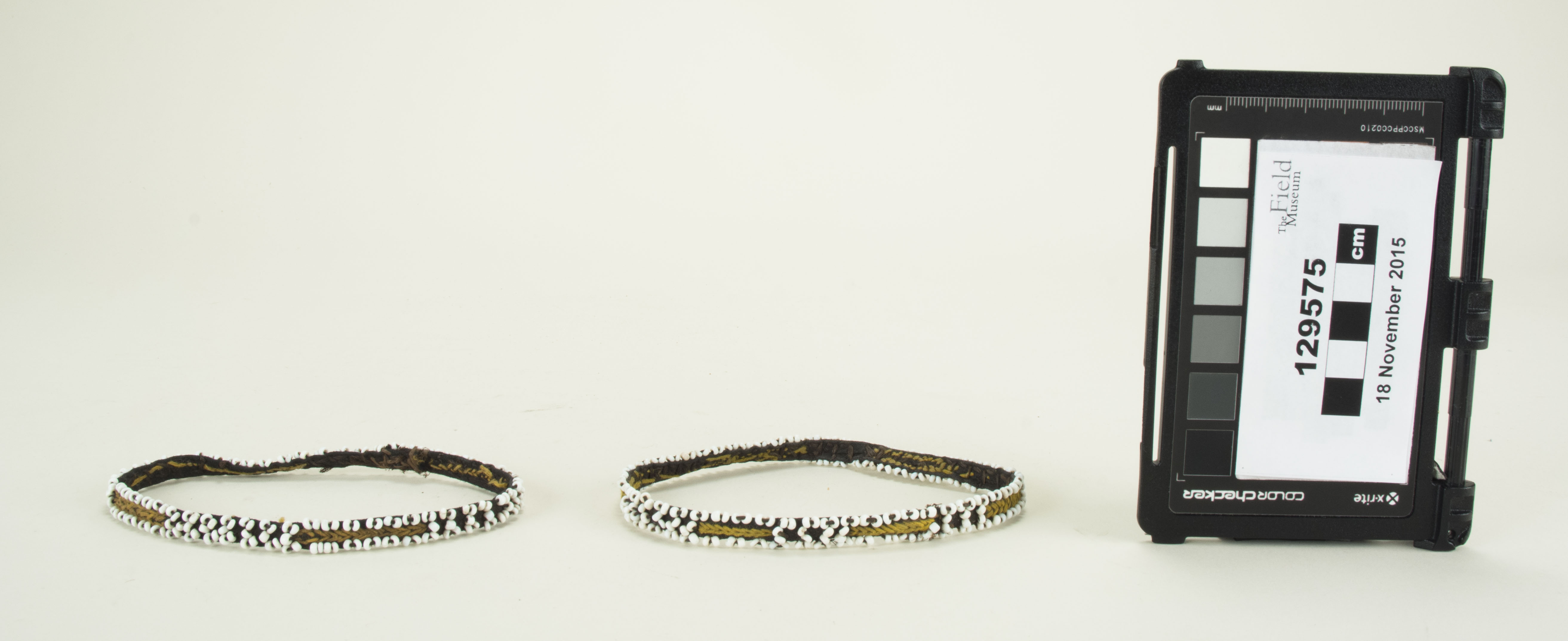 Front view (c) Field Museum of Natural History - CC BY-NC 4.0