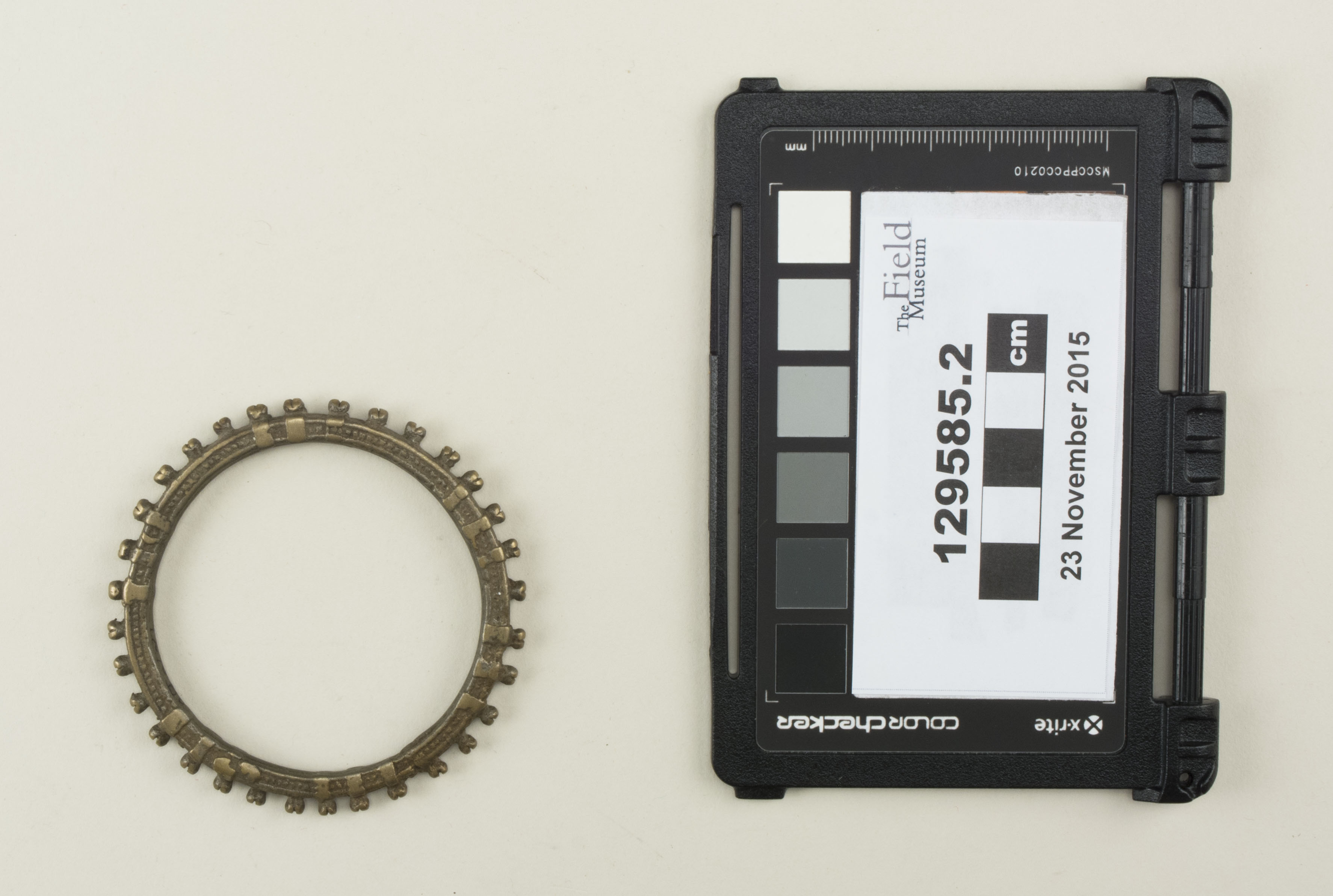 Top view (c) Field Museum of Natural History - CC BY-NC 4.0