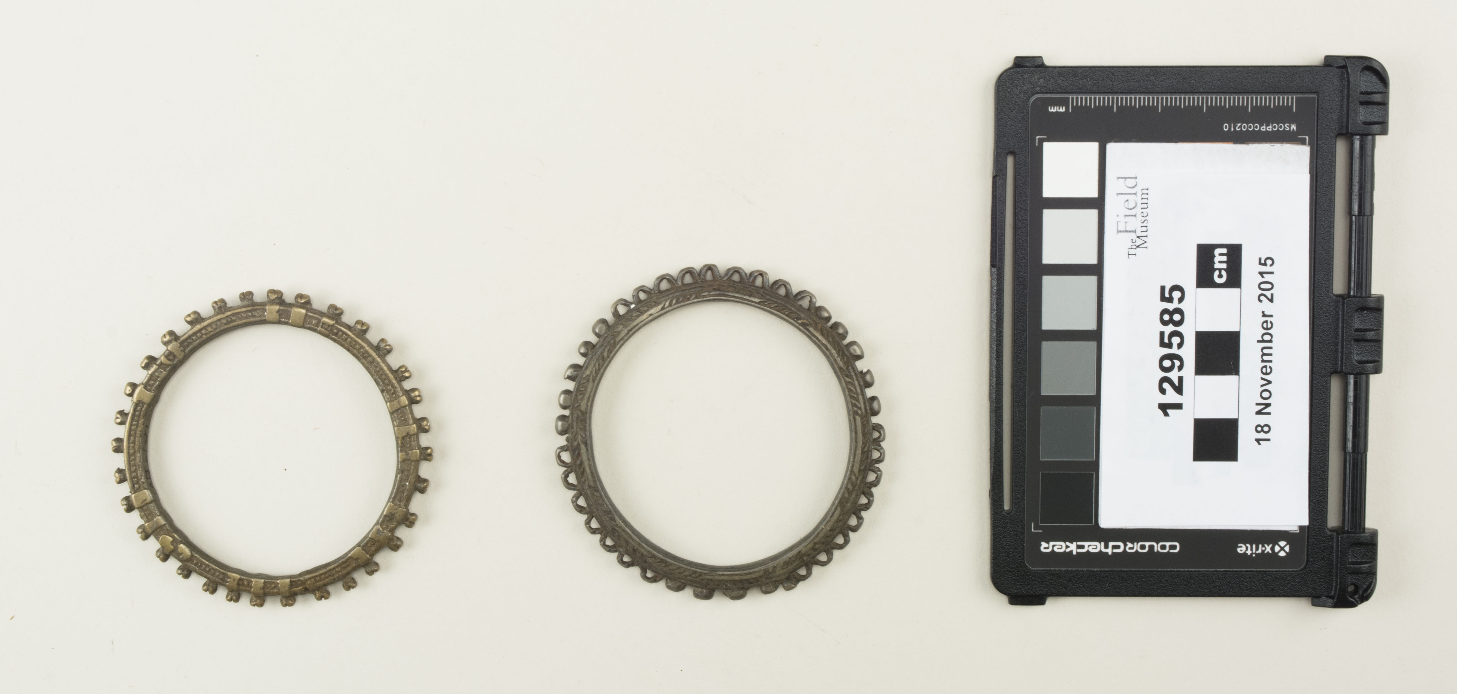 Top view (c) Field Museum of Natural History - CC BY-NC 4.0