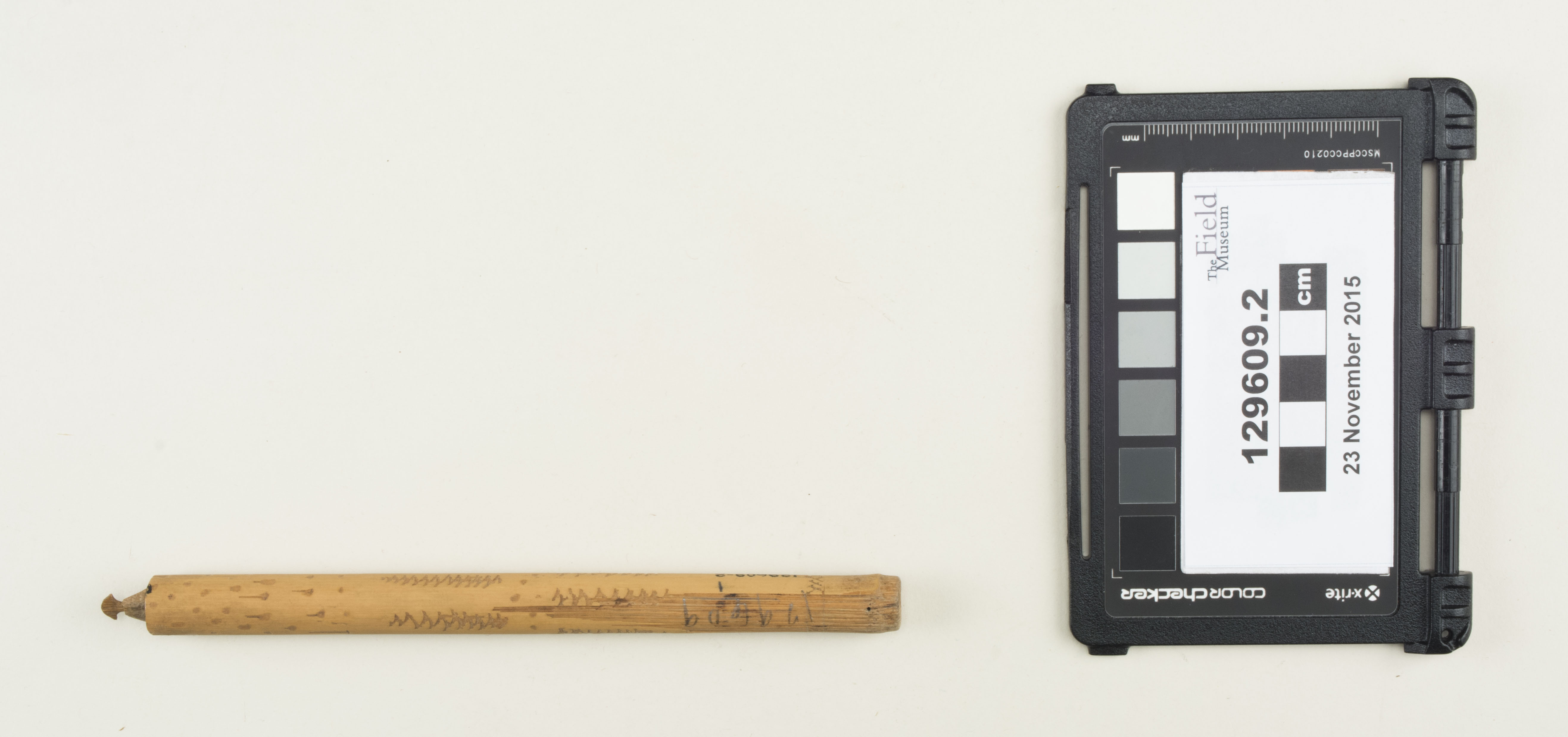 Top view (c) Field Museum of Natural History - CC BY-NC 4.0