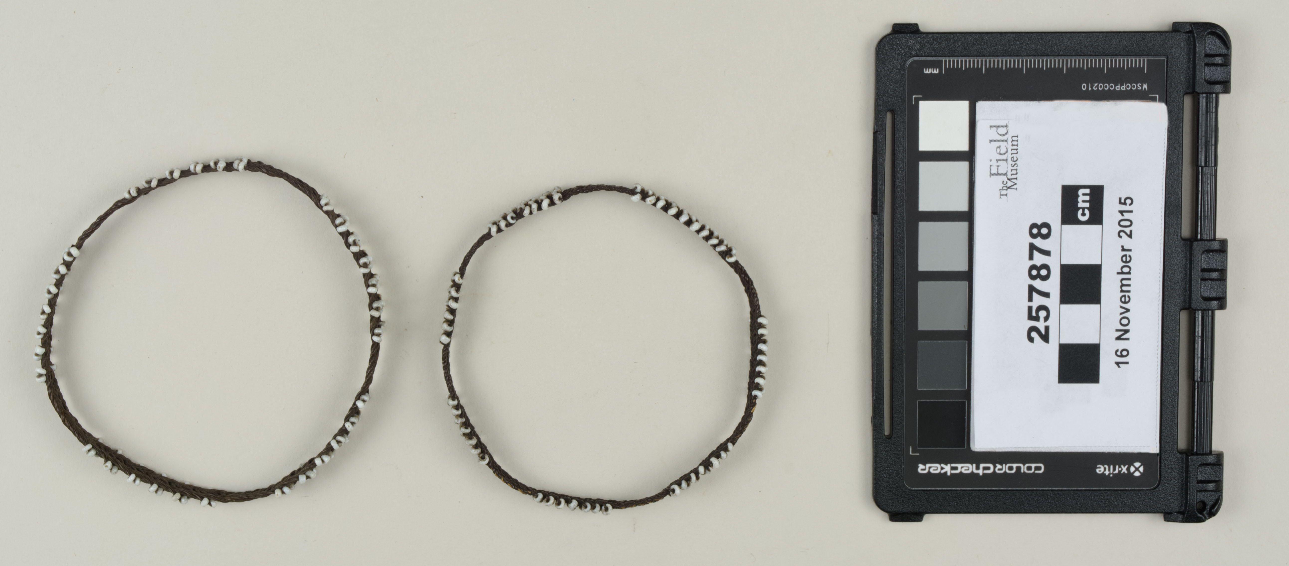 Top view (c) Field Museum of Natural History - CC BY-NC 4.0