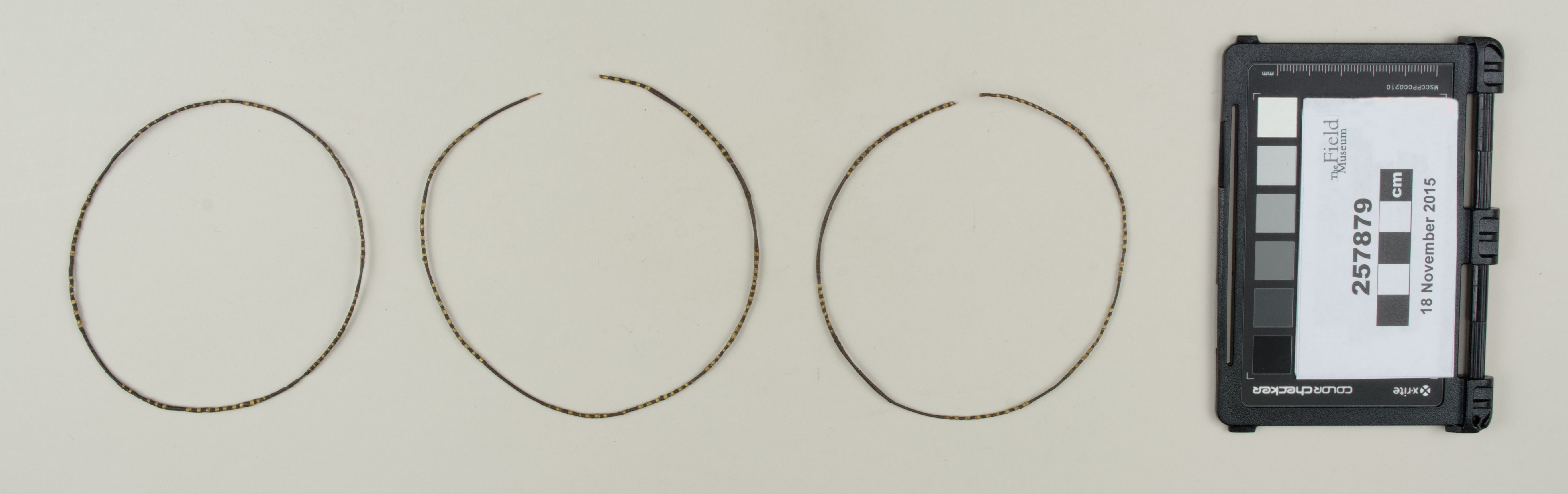 Top view (c) Field Museum of Natural History - CC BY-NC 4.0