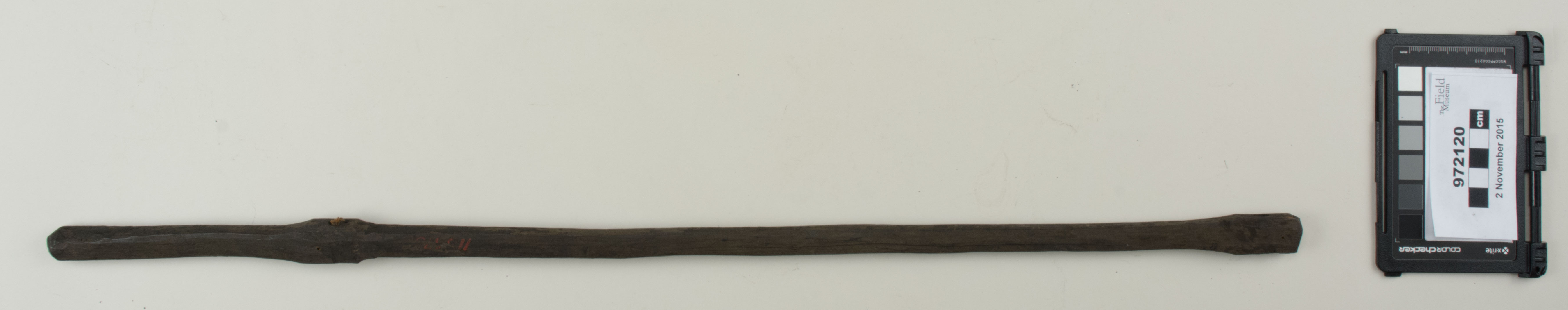 Top view (c) Field Museum of Natural History - CC BY-NC 4.0