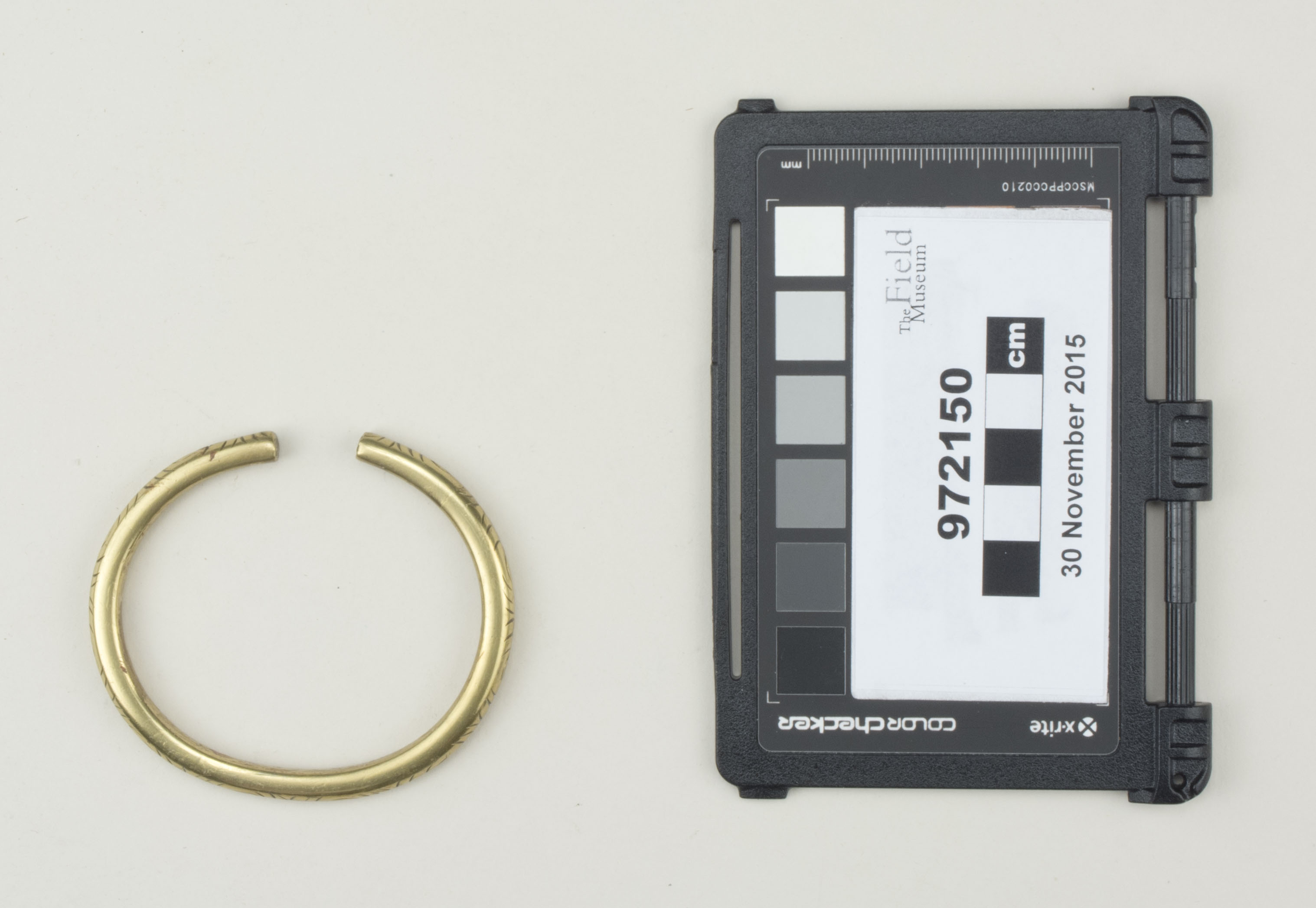 Top view (c) Field Museum of Natural History - CC BY-NC 4.0