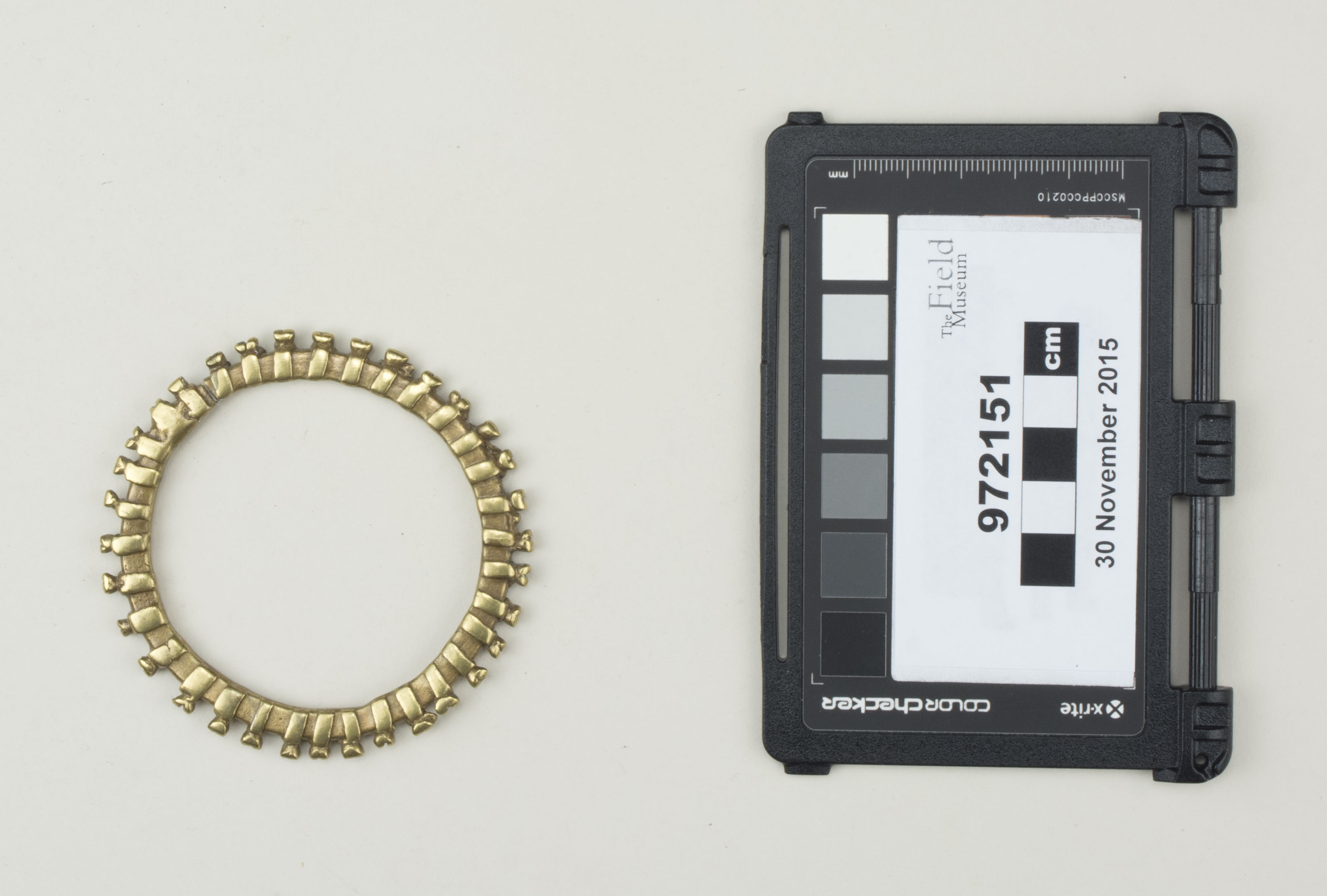 Top view (c) Field Museum of Natural History - CC BY-NC 4.0