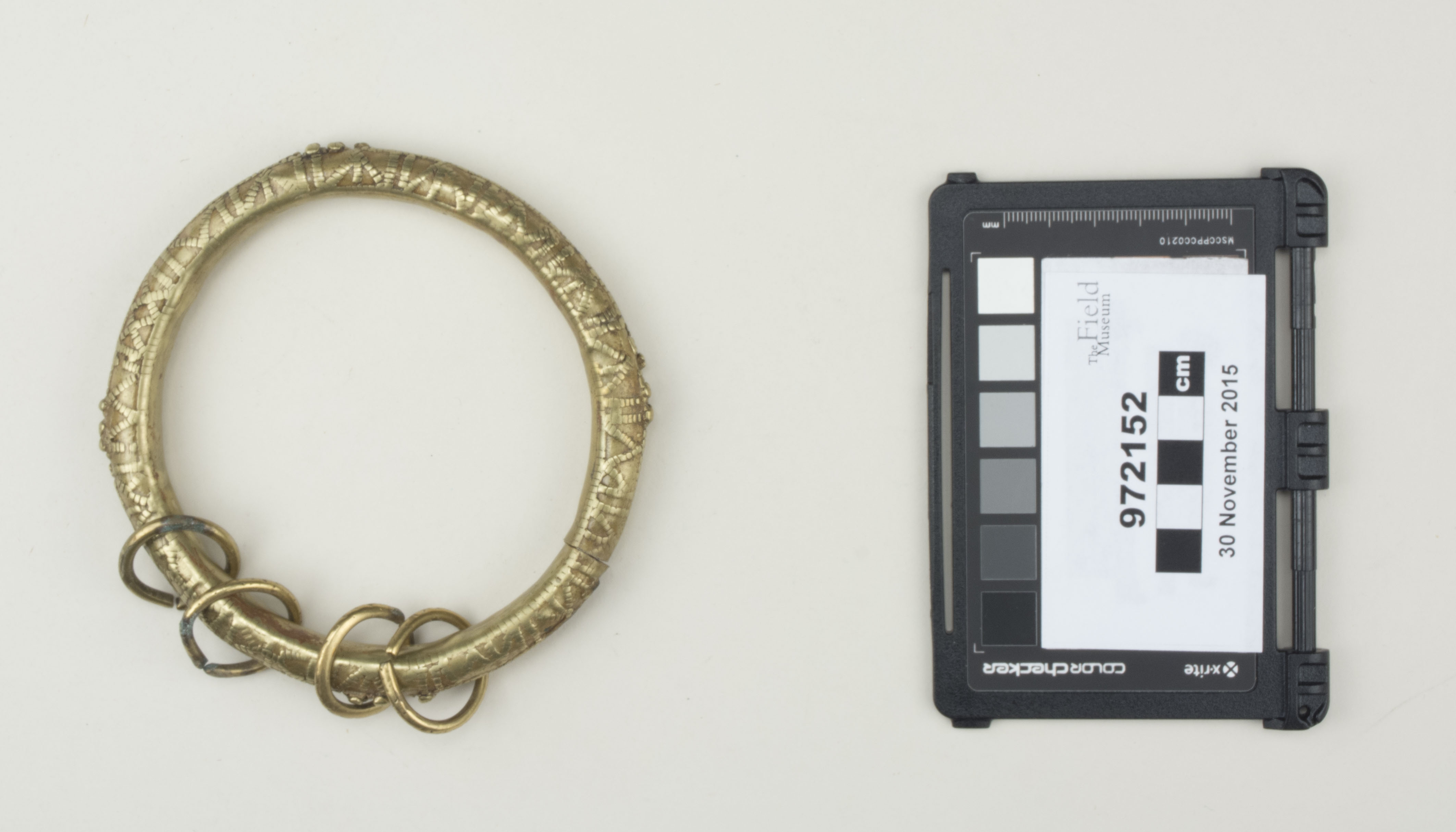 Top view (c) Field Museum of Natural History - CC BY-NC 4.0