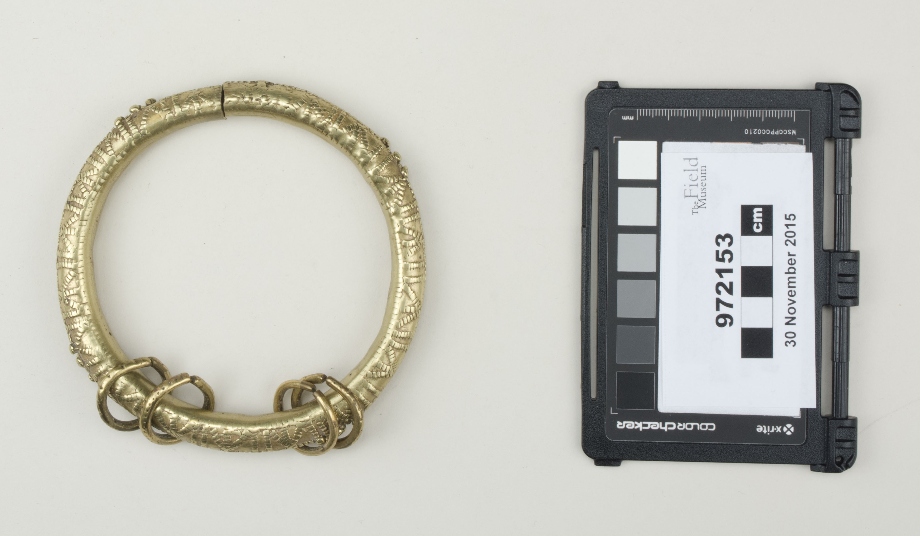 Top view (c) Field Museum of Natural History - CC BY-NC 4.0