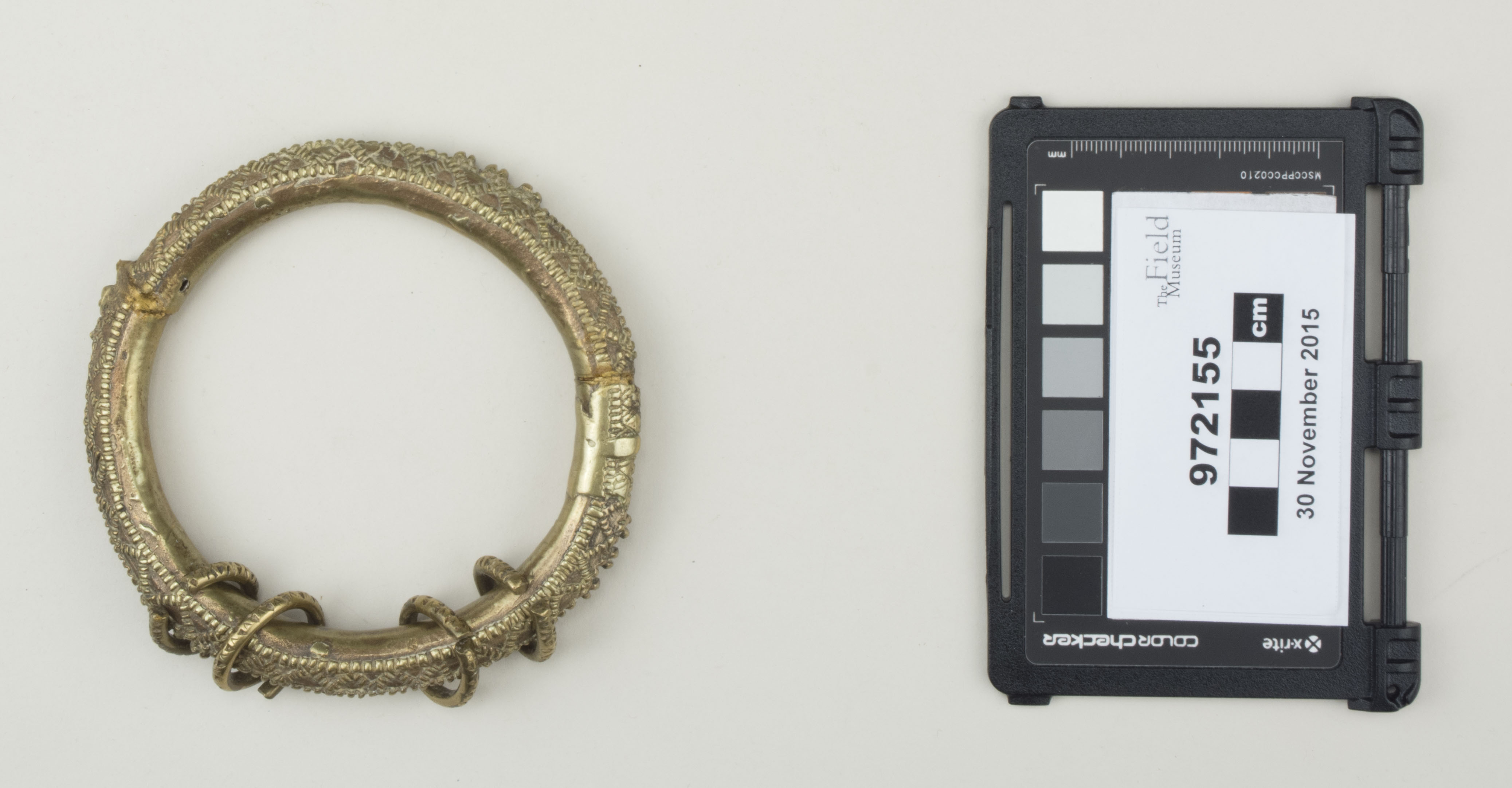 Top view (c) Field Museum of Natural History - CC BY-NC 4.0