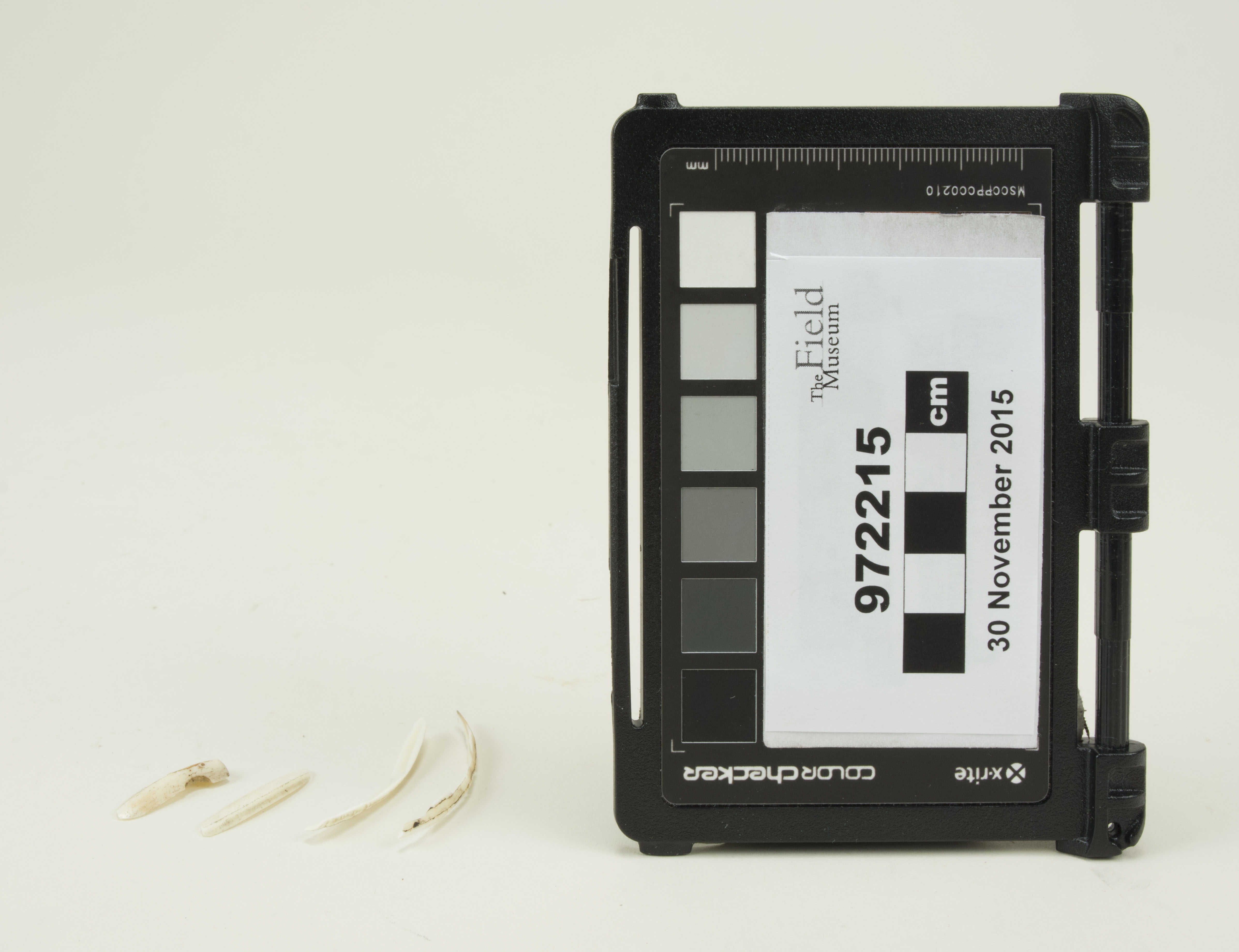 Side view (c) Field Museum of Natural History - CC BY-NC 4.0