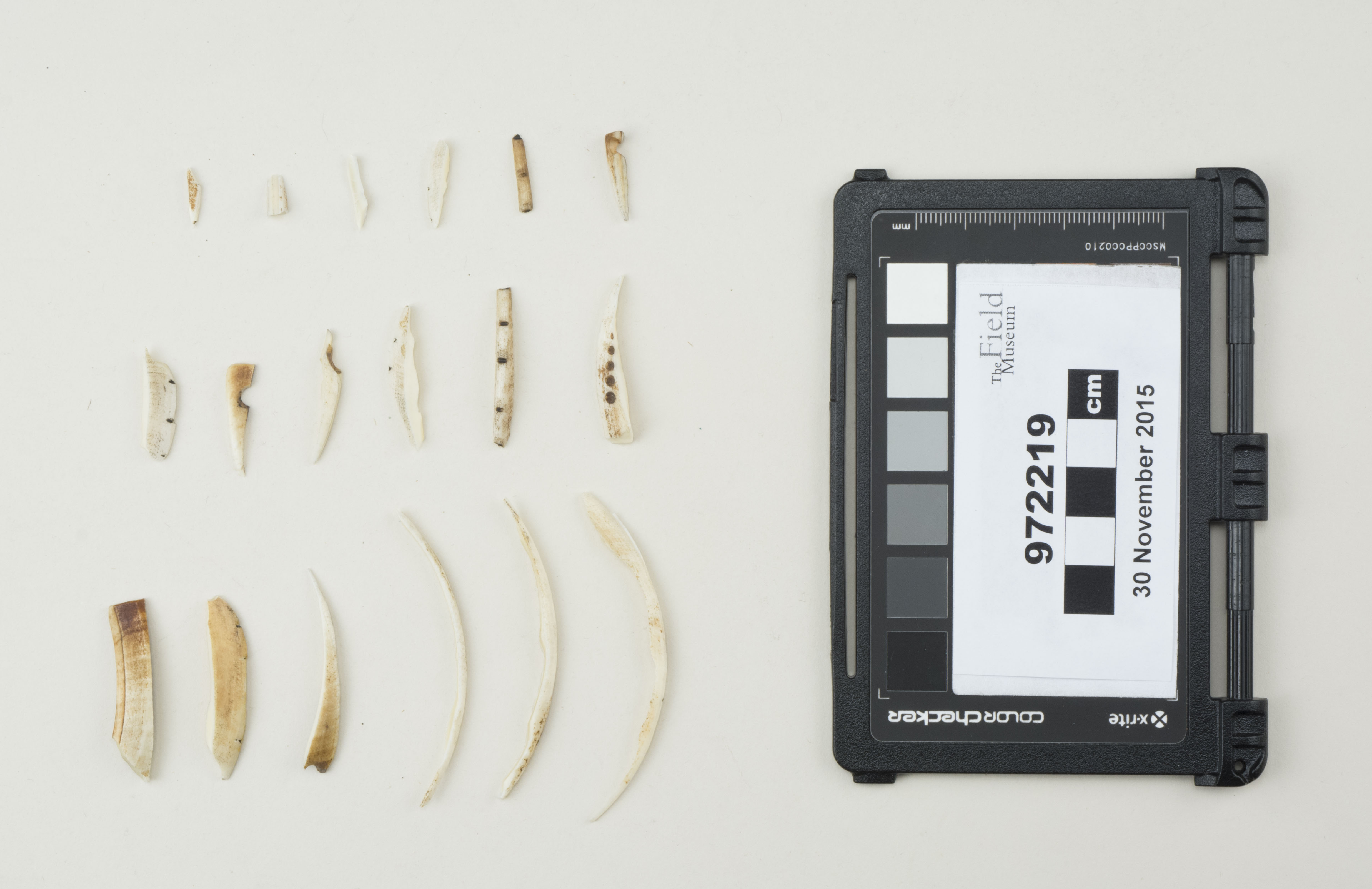 Top view (c) Field Museum of Natural History - CC BY-NC 4.0