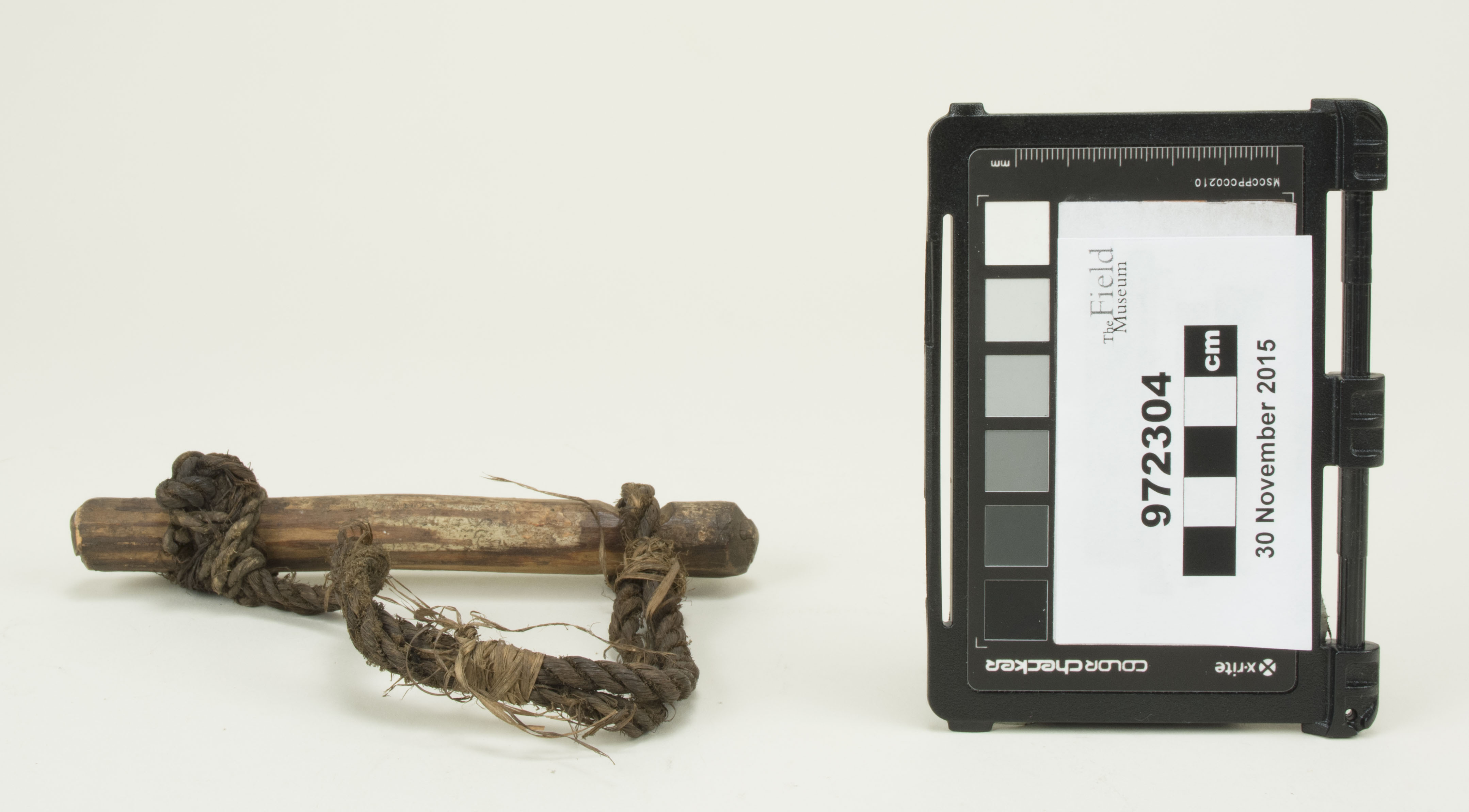 Front view (c) Field Museum of Natural History - CC BY-NC 4.0