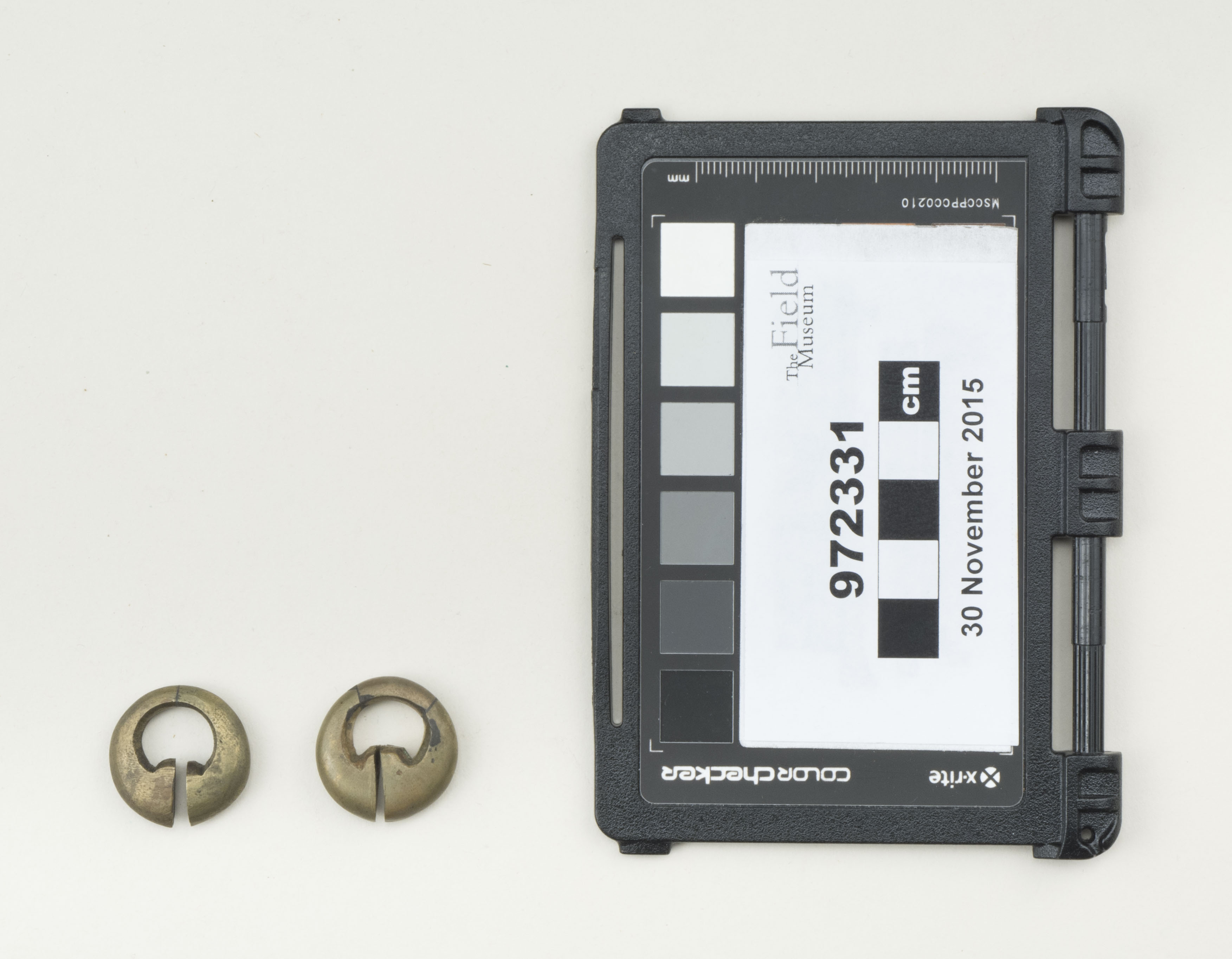 Top view (c) Field Museum of Natural History - CC BY-NC 4.0