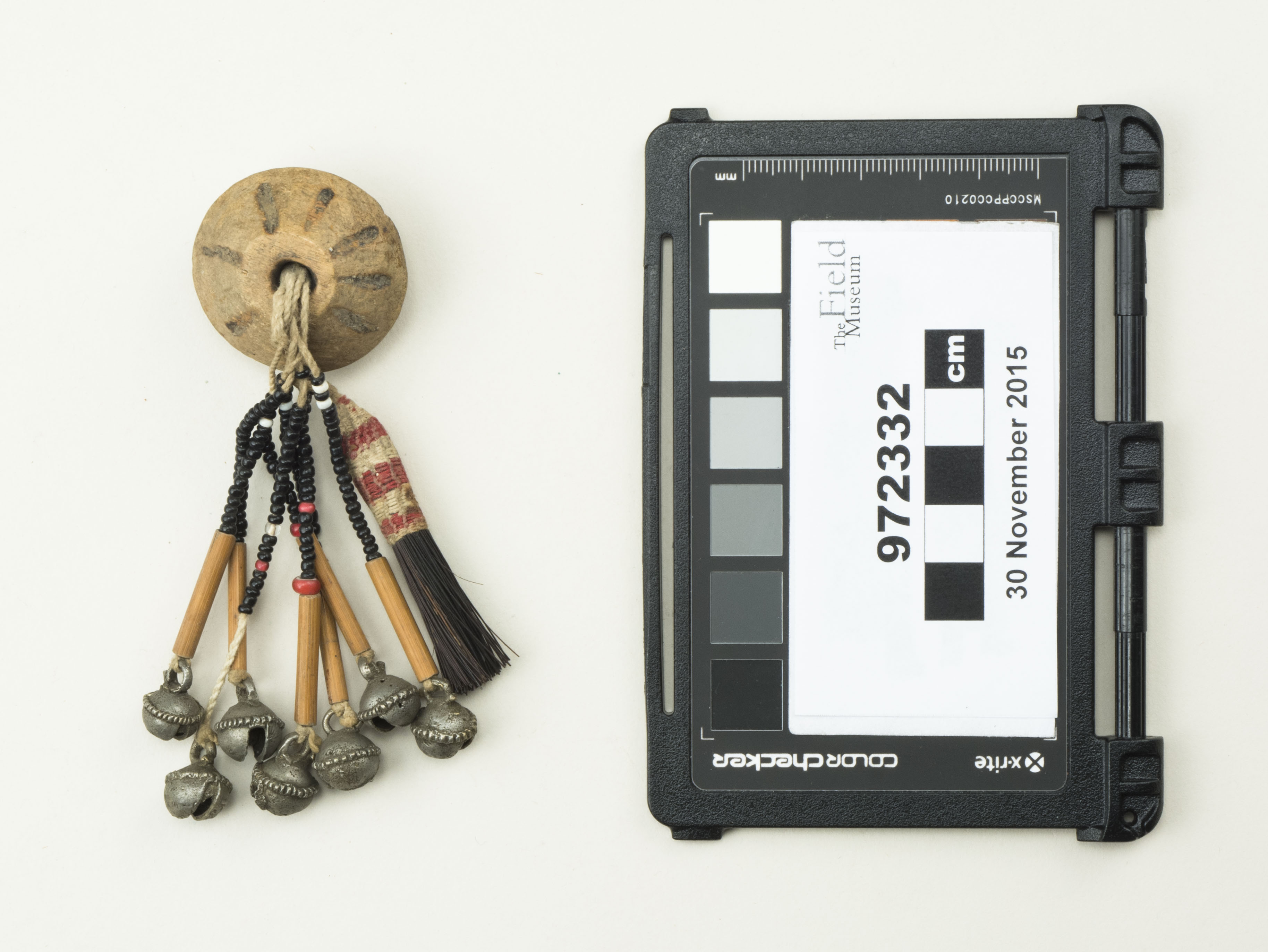 Top view (c) Field Museum of Natural History - CC BY-NC 4.0