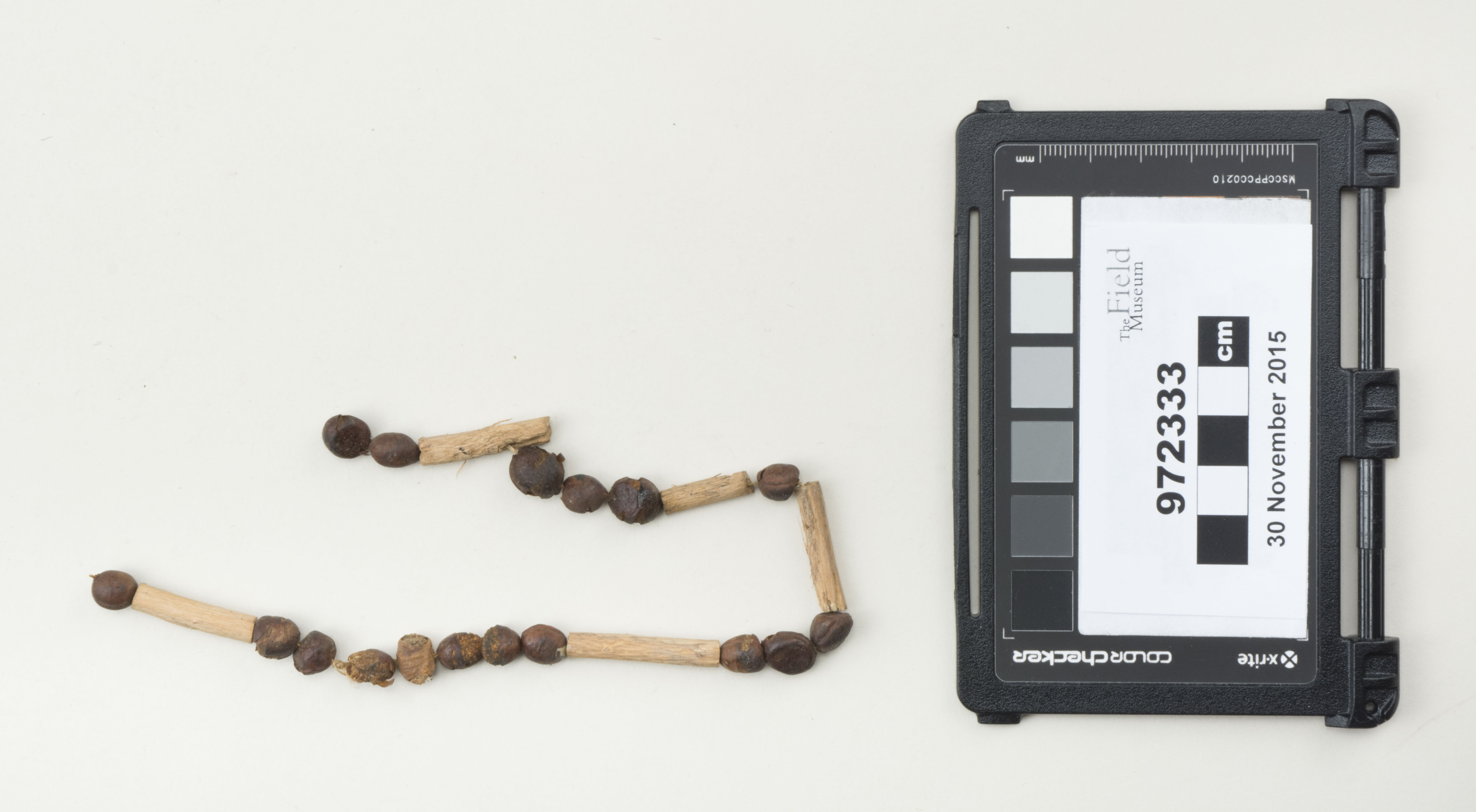 Top view (c) Field Museum of Natural History - CC BY-NC 4.0