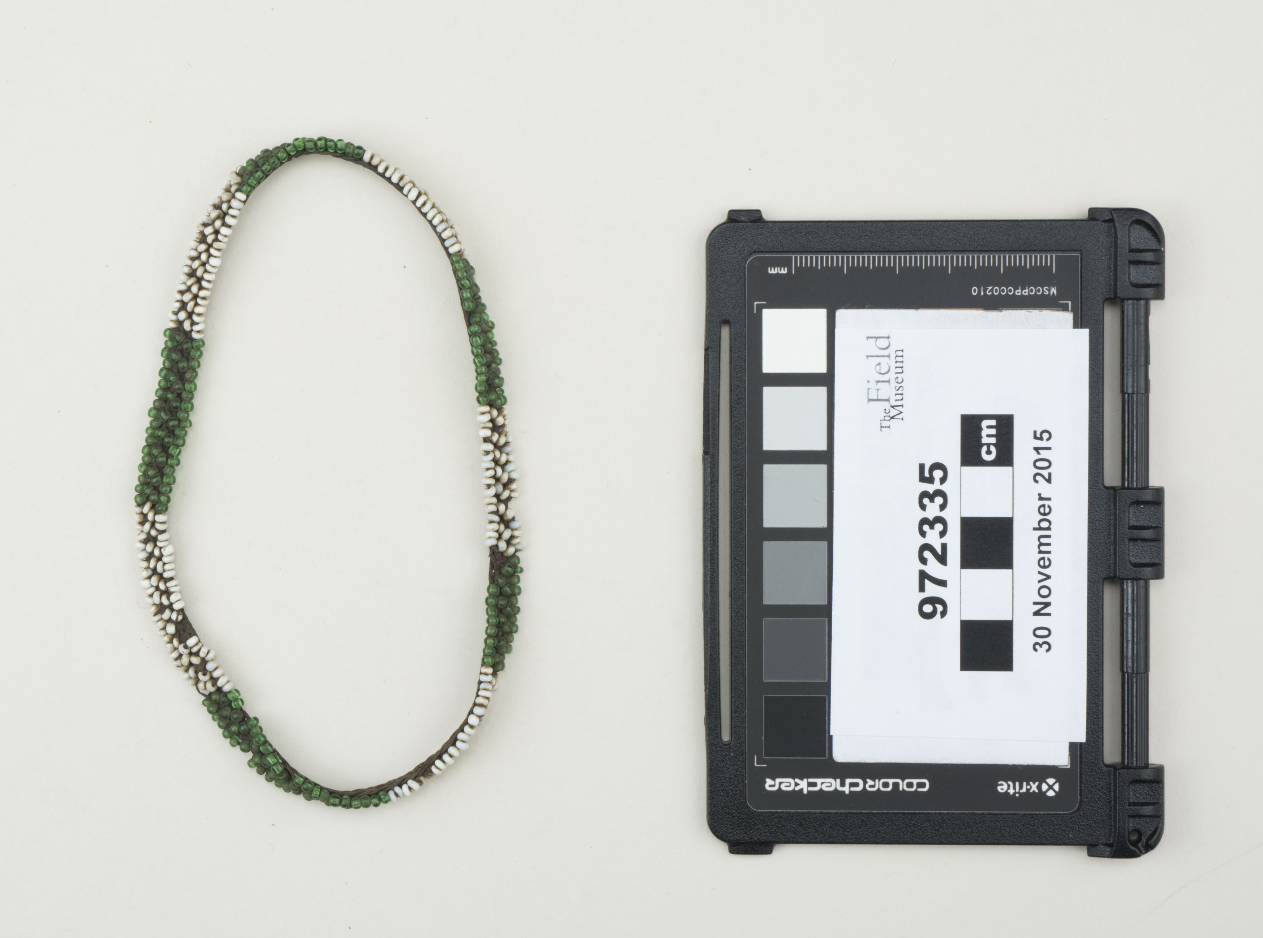 Top view (c) Field Museum of Natural History - CC BY-NC 4.0