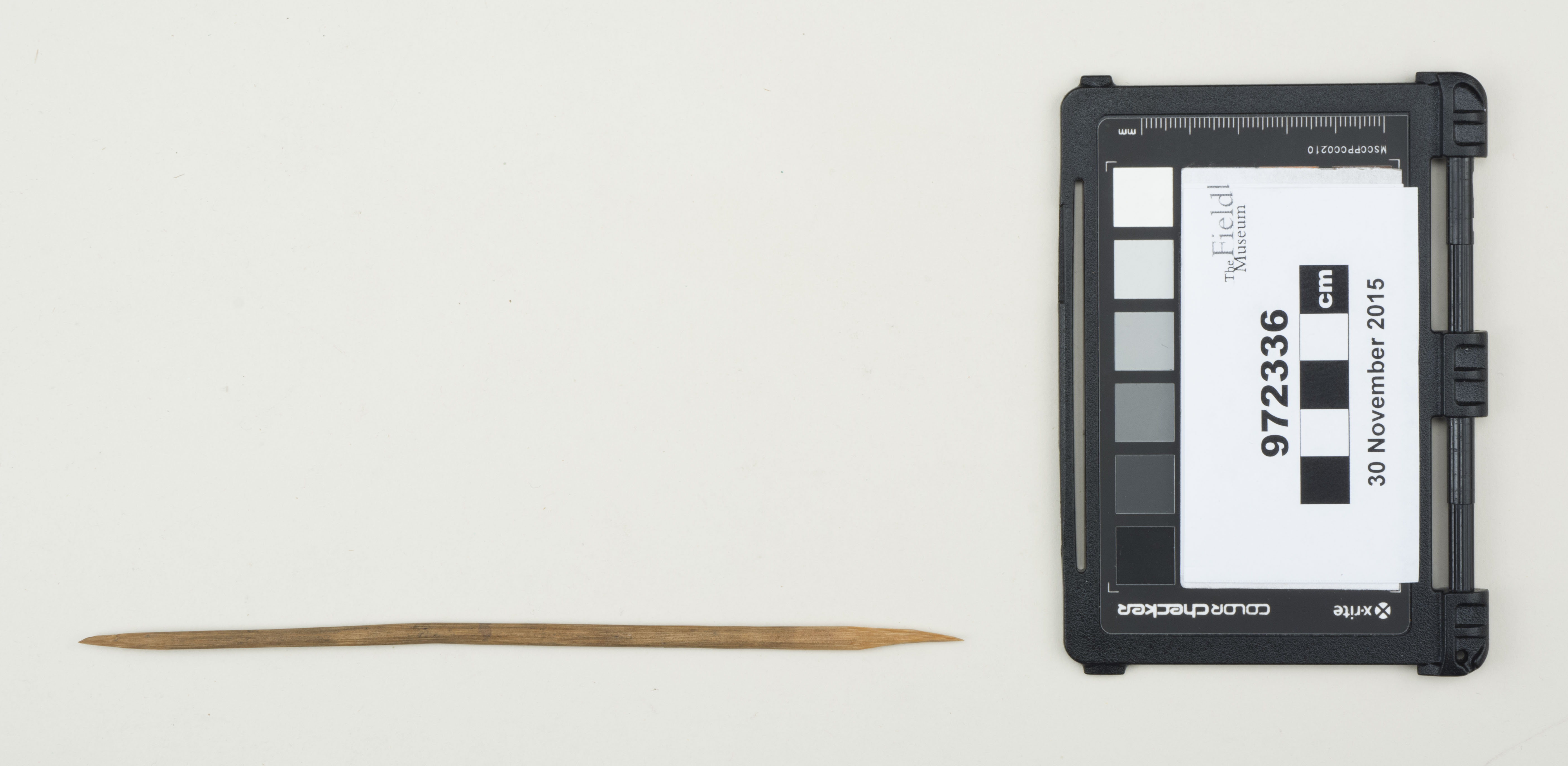 Top view (c) Field Museum of Natural History - CC BY-NC 4.0