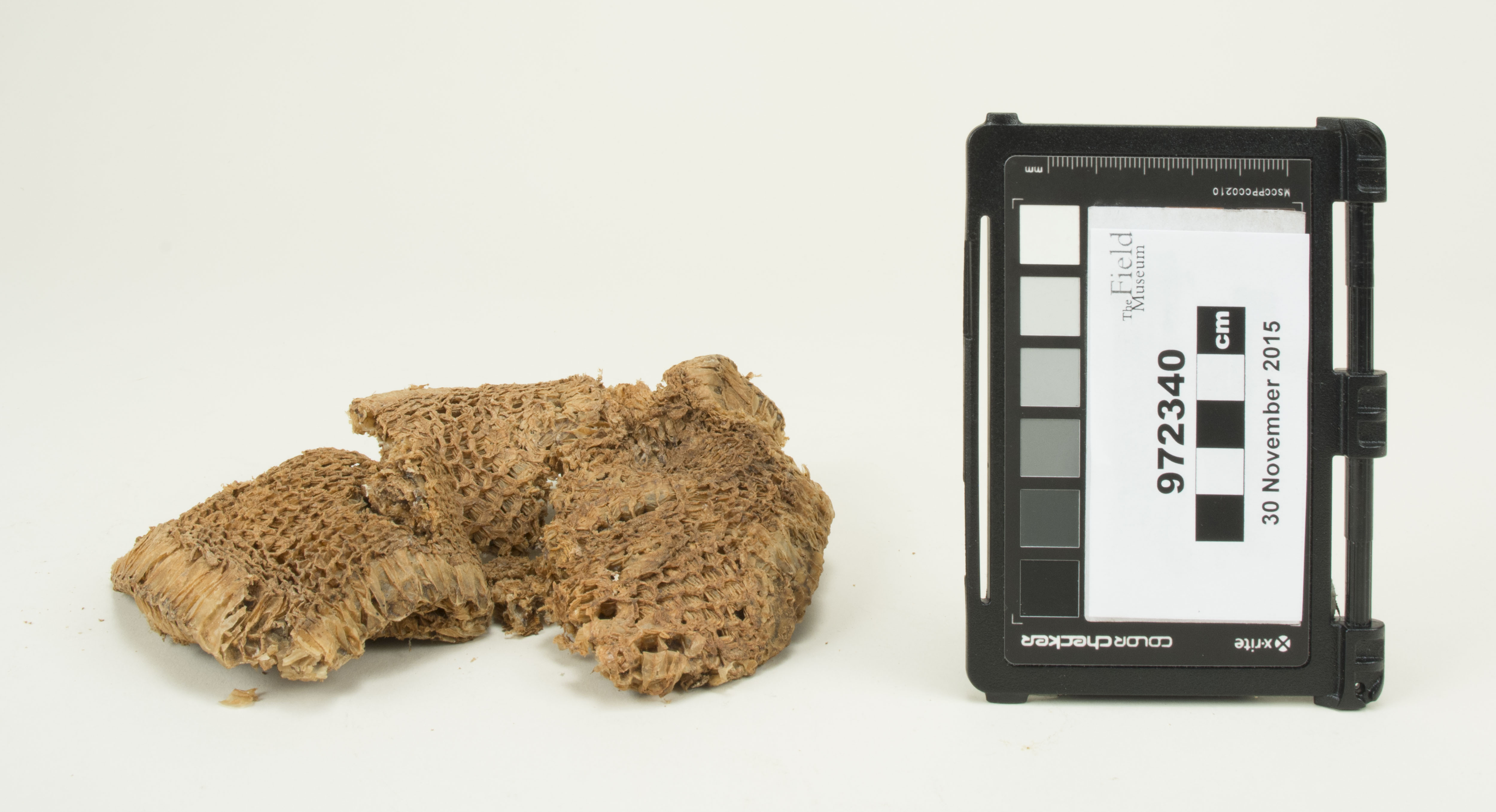 Front view (c) Field Museum of Natural History - CC BY-NC 4.0