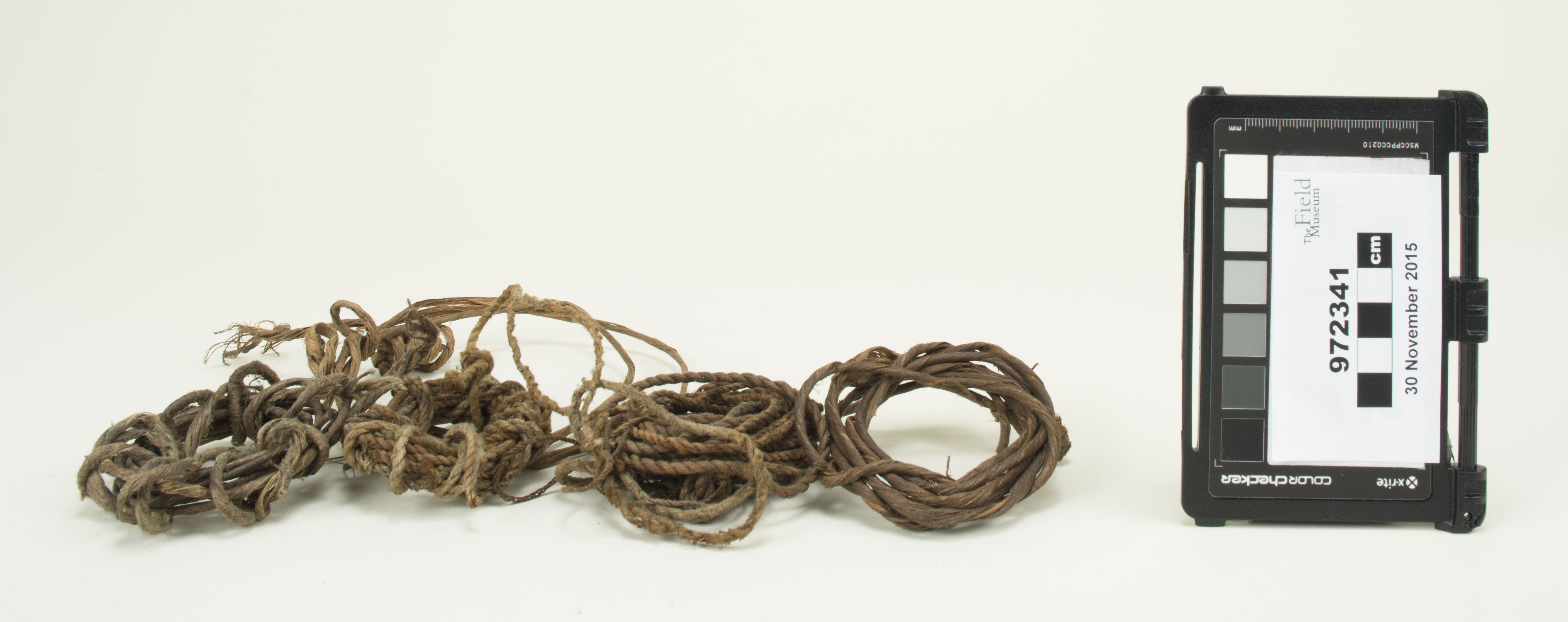 Front view (c) Field Museum of Natural History - CC BY-NC 4.0