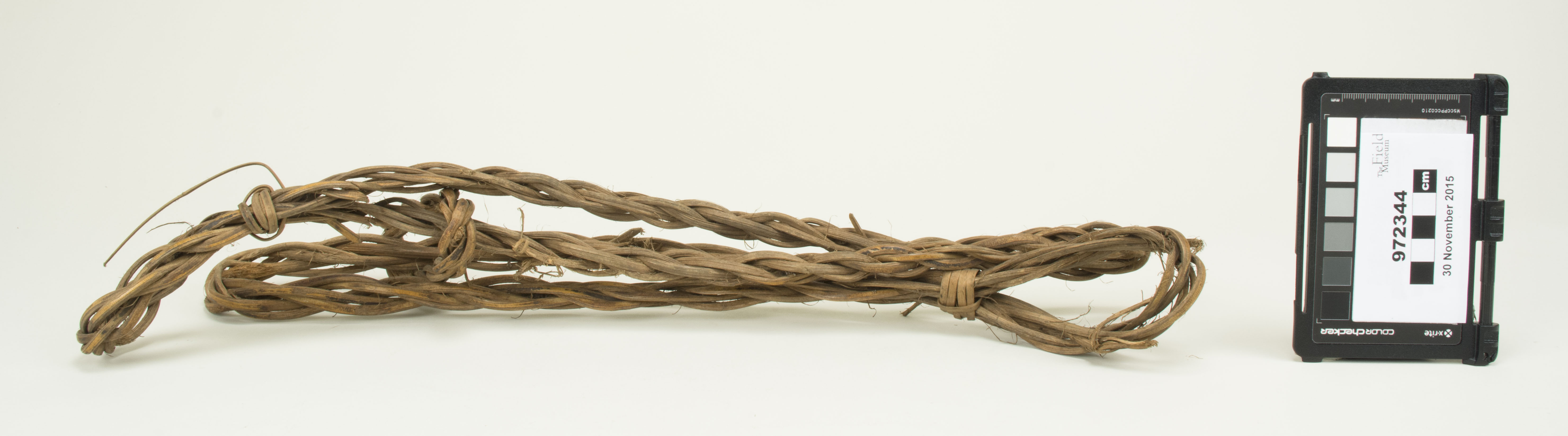 Front view (c) Field Museum of Natural History - CC BY-NC 4.0