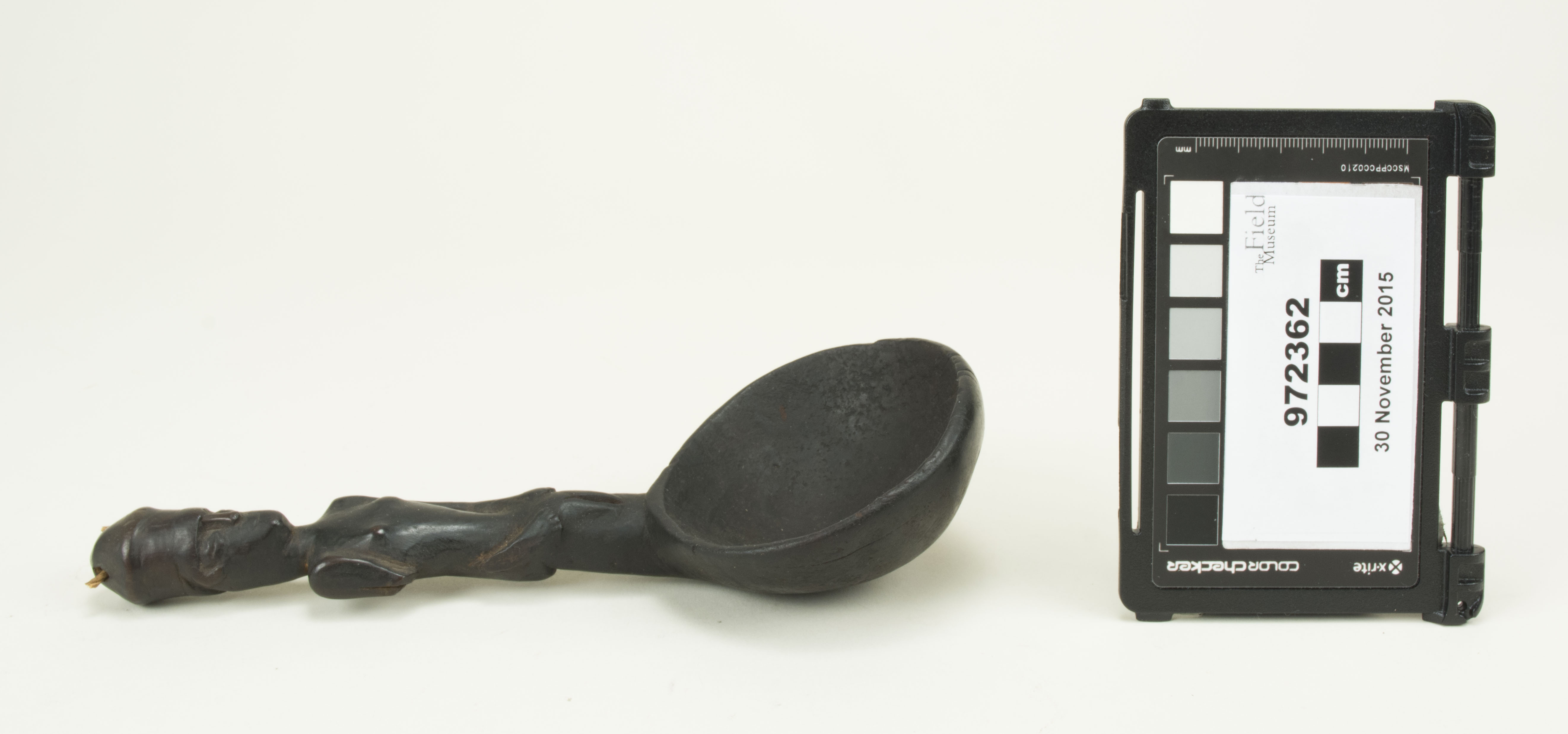 Side view (c) Field Museum of Natural History - CC BY-NC 4.0