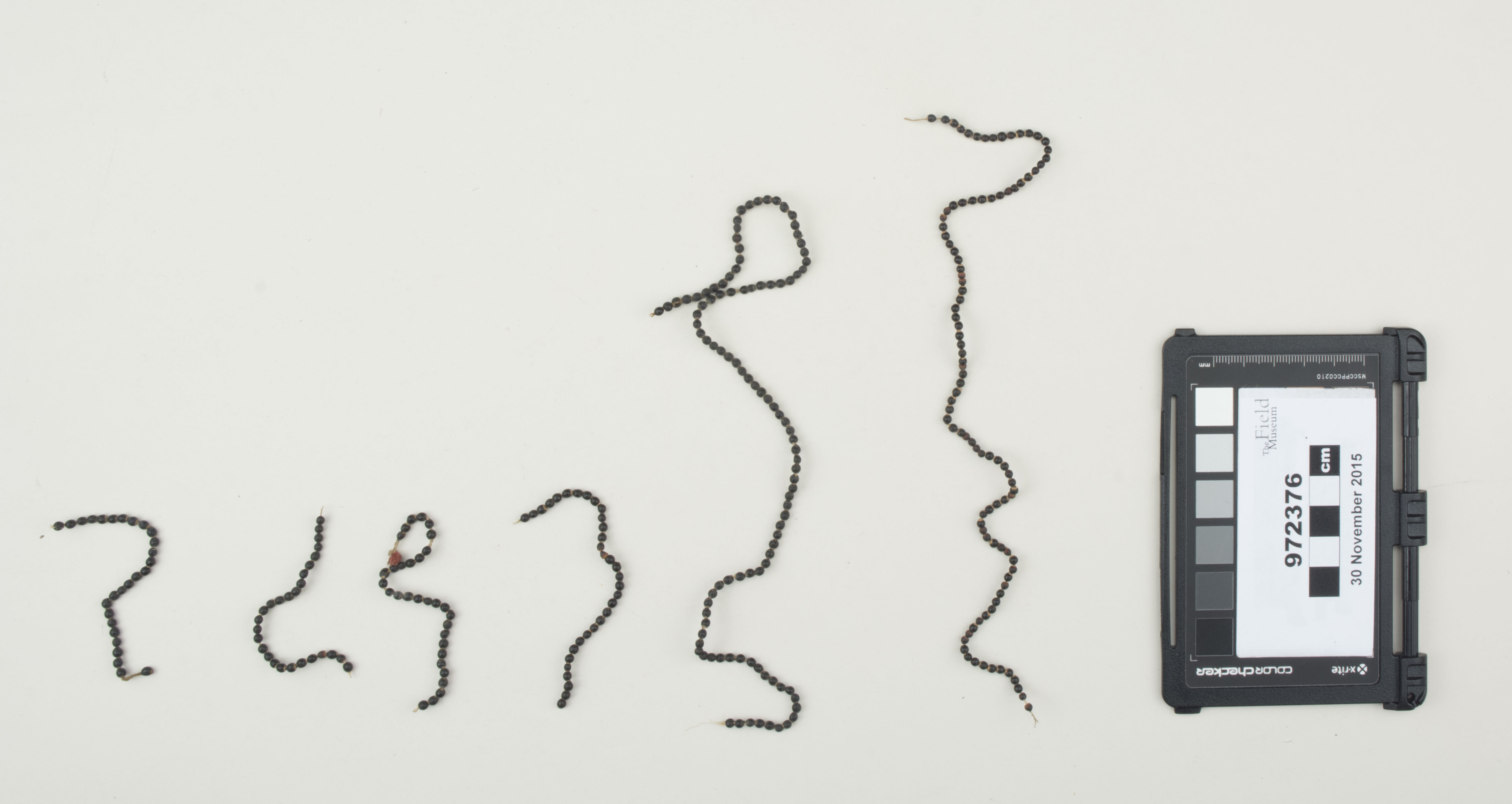 Top view (c) Field Museum of Natural History - CC BY-NC 4.0