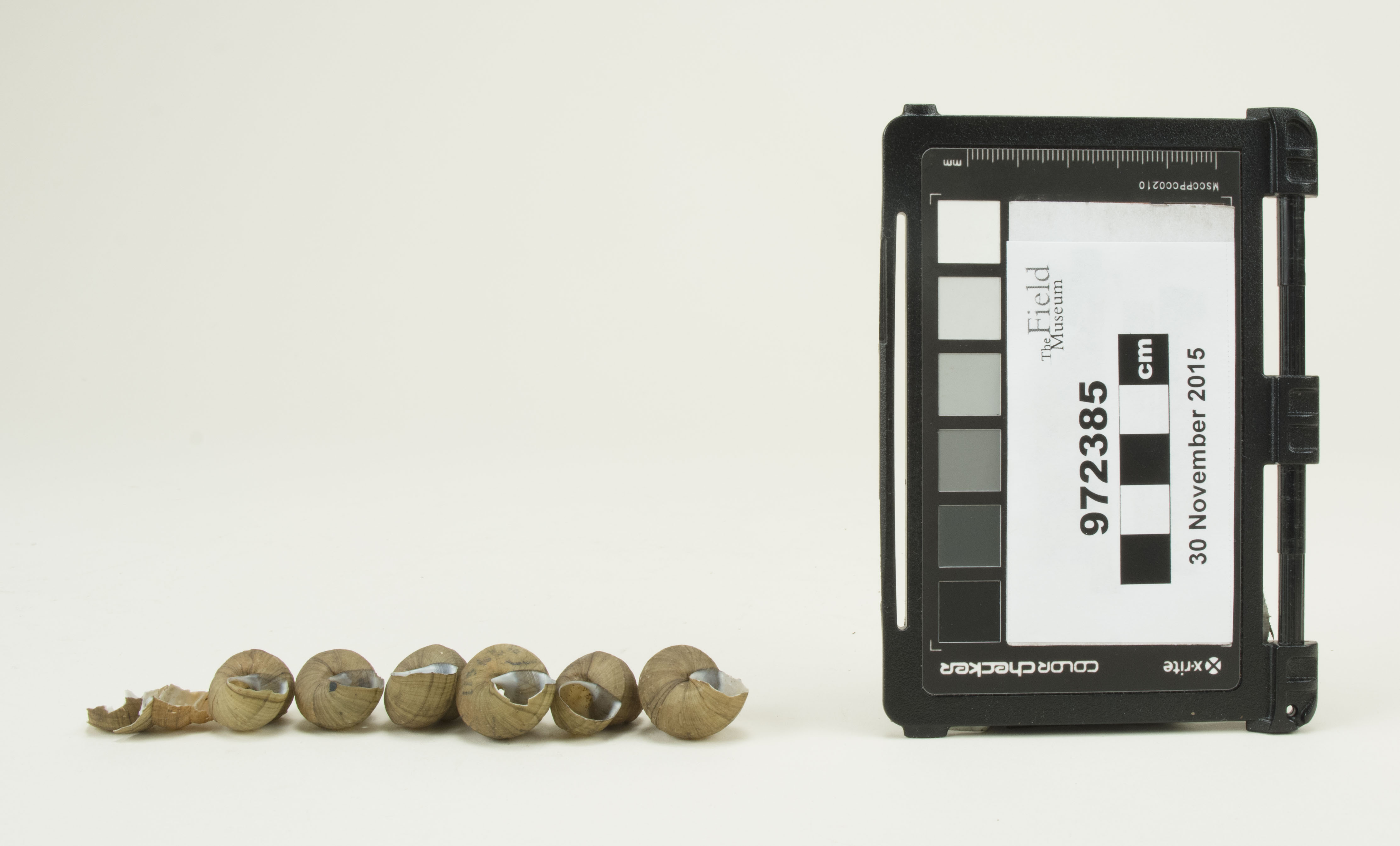 Front view (c) Field Museum of Natural History - CC BY-NC 4.0