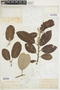 Salix hookeriana image