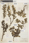 Salix glauca var. cordifolia image