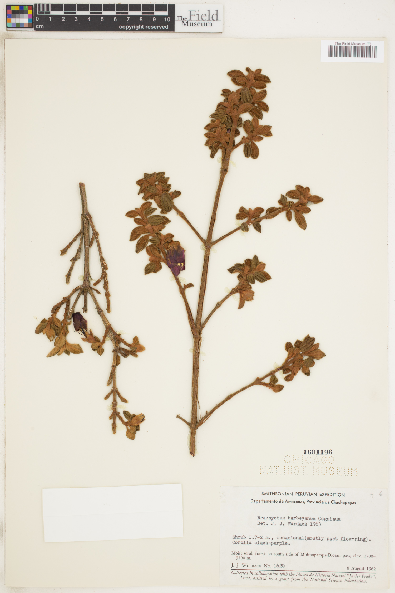 Brachyotum barbeyanum image