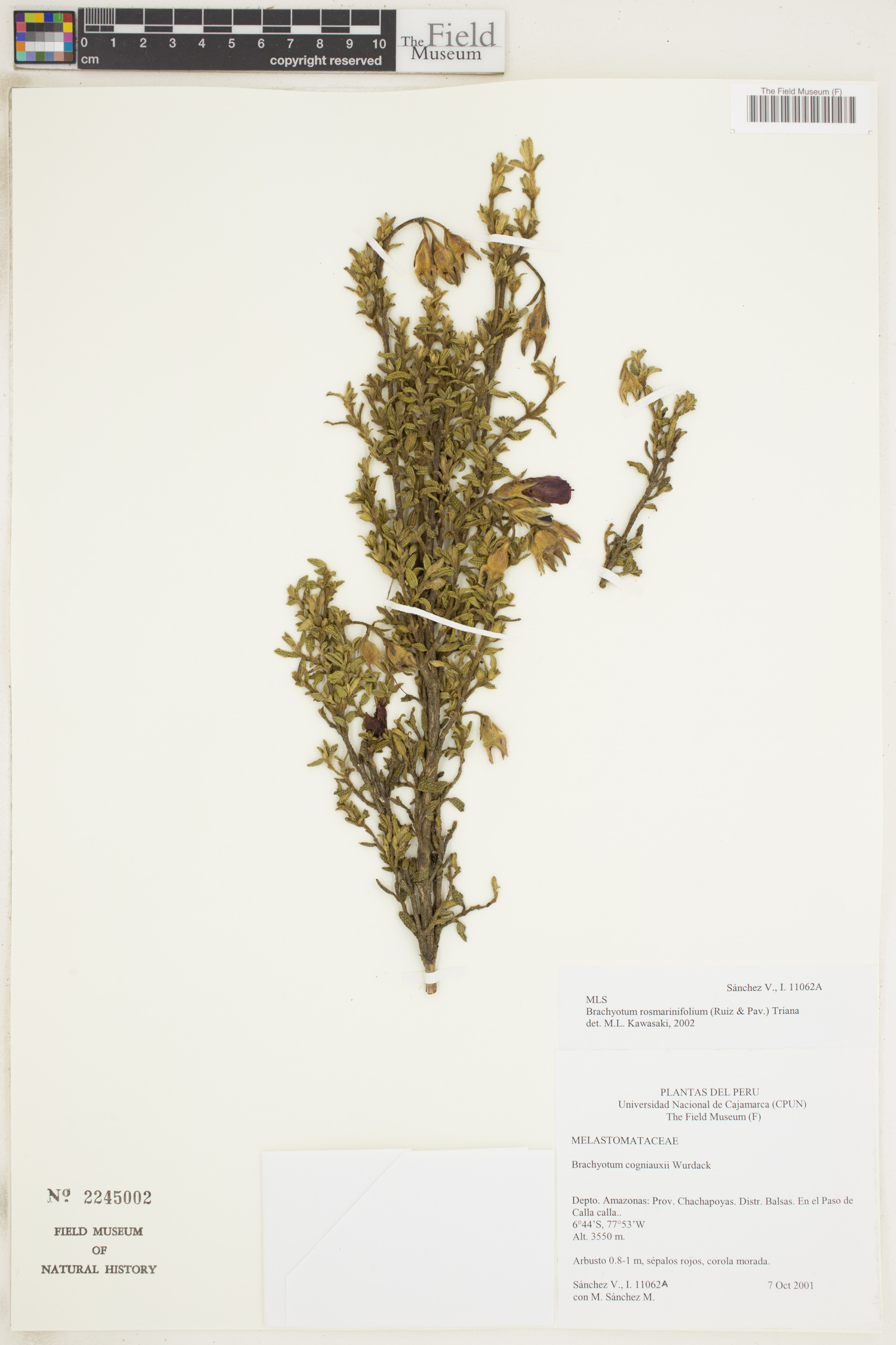 Brachyotum rosmarinifolium image