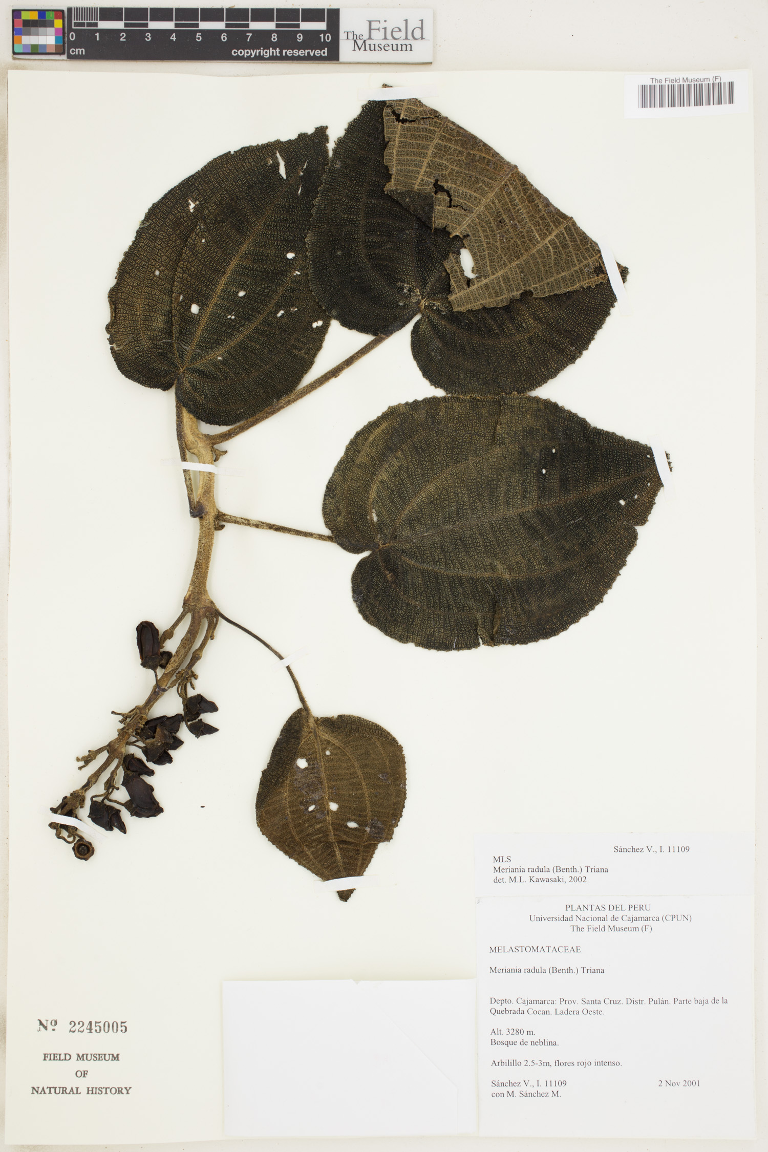 Meriania radula image