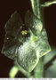 Malaxis acianthoides image