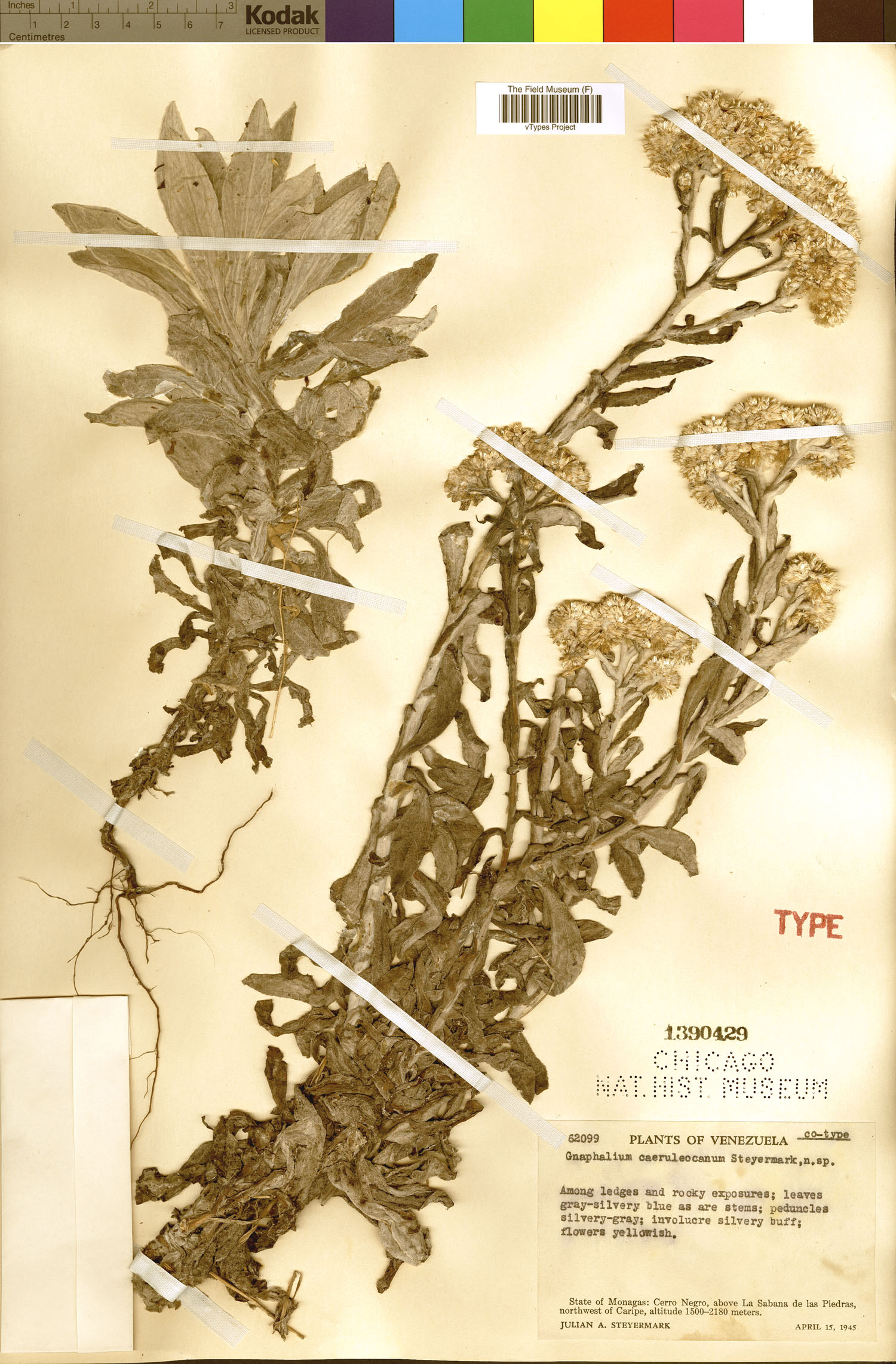 Pseudognaphalium caeruleocanum image