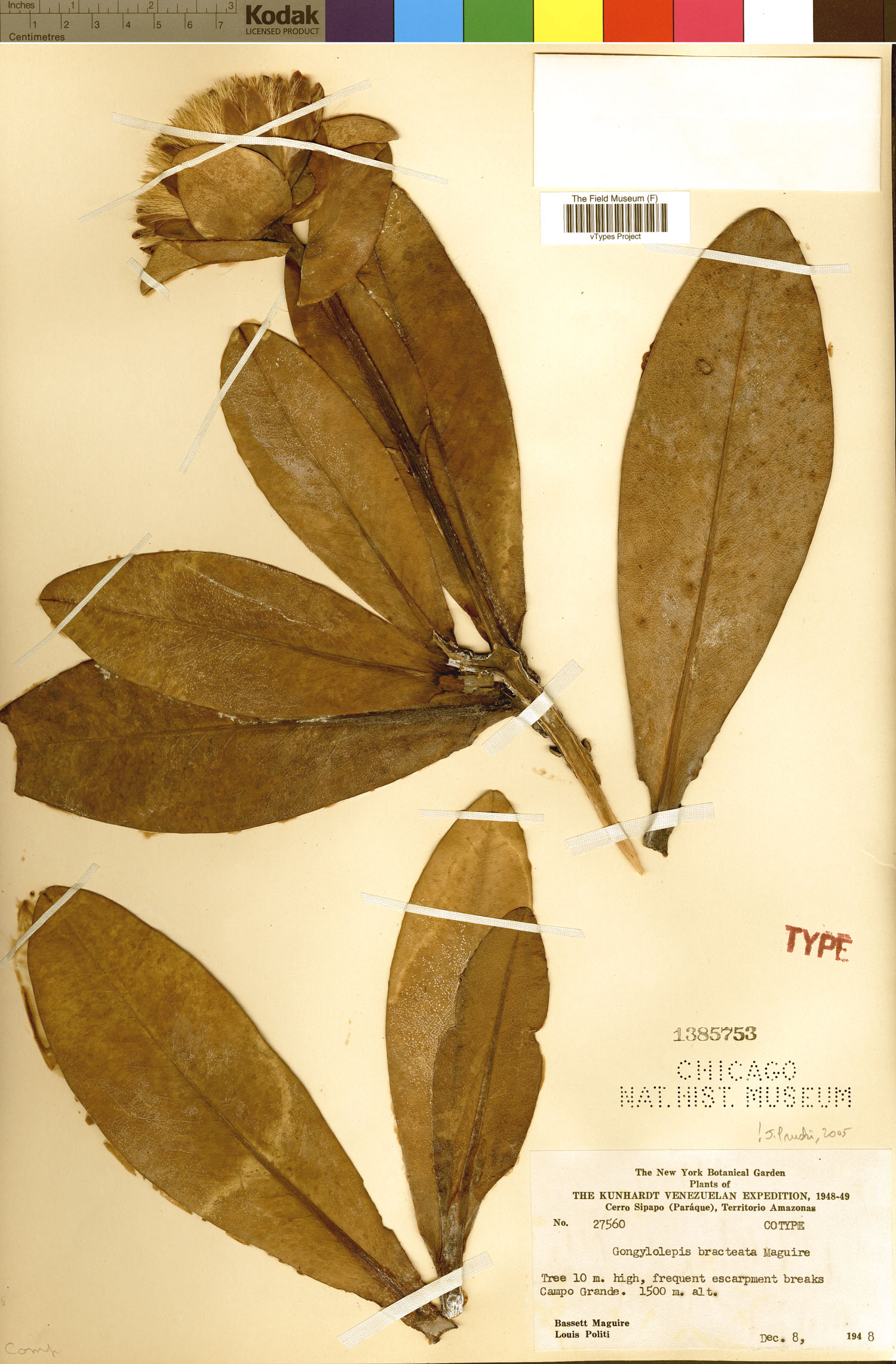 Gongylolepis bracteata image