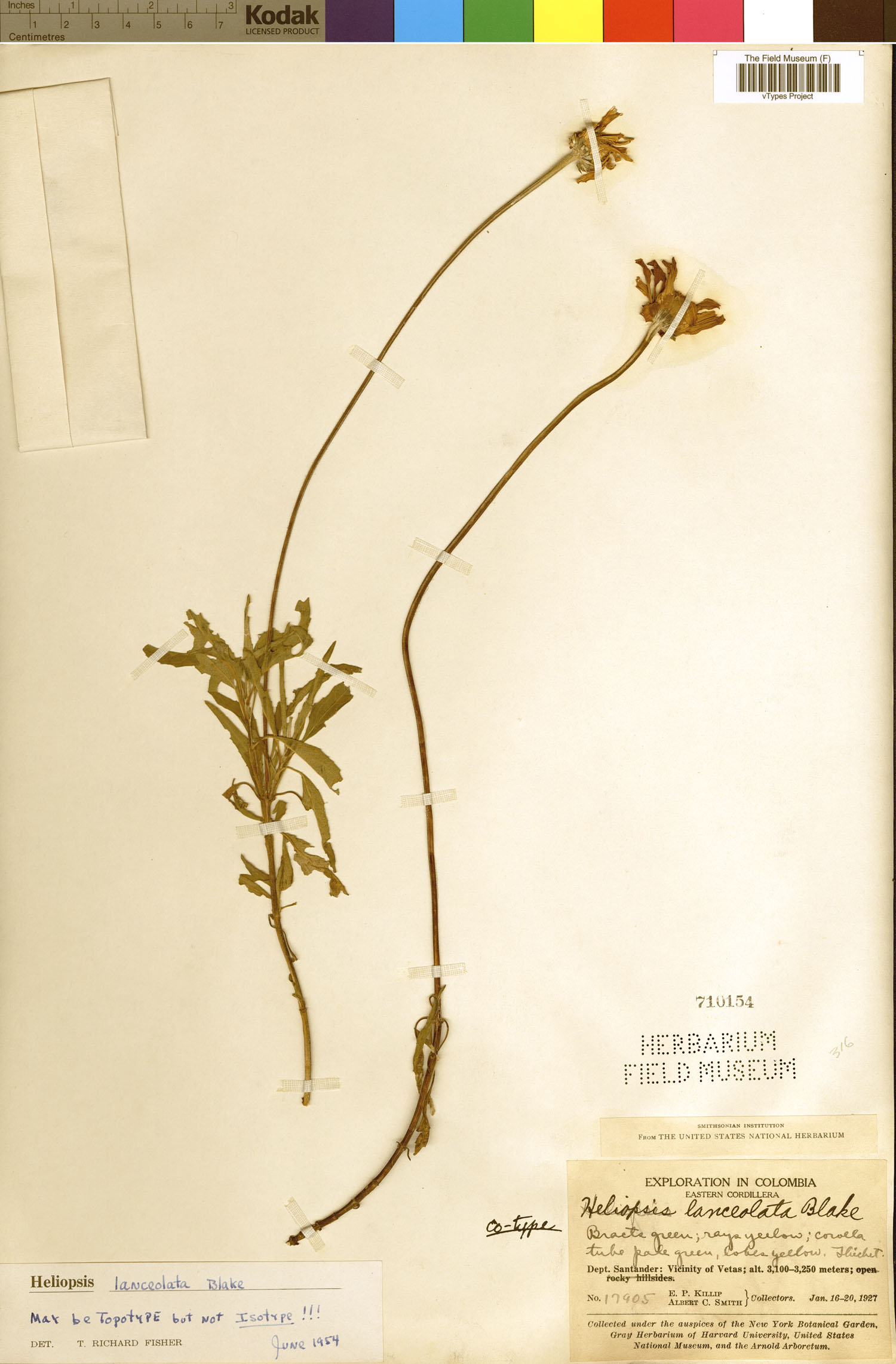 Heliopsis lanceolata image