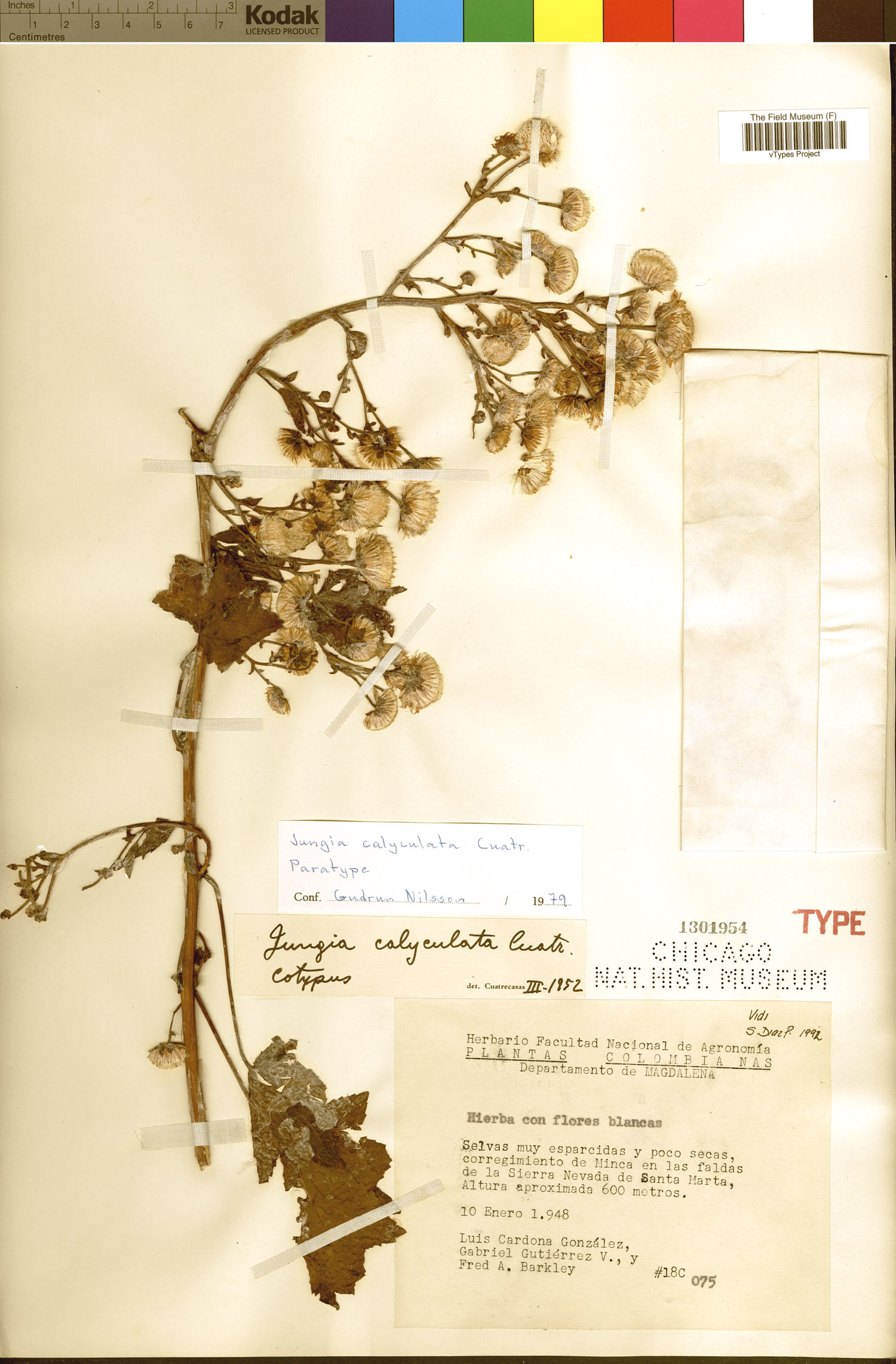 Jungia calyculata image