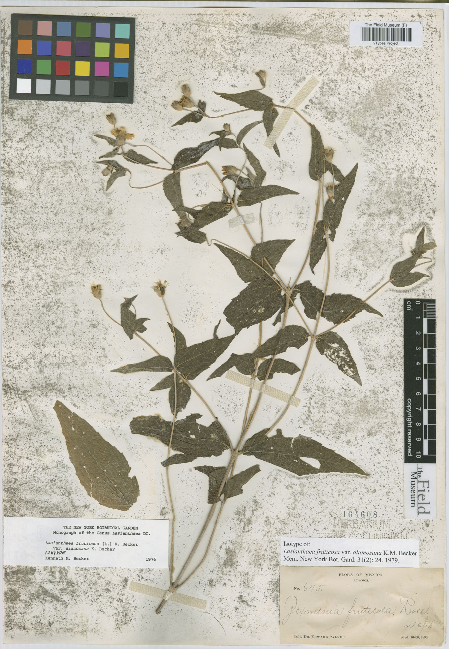 Lasianthaea fruticosa var. alamosana image