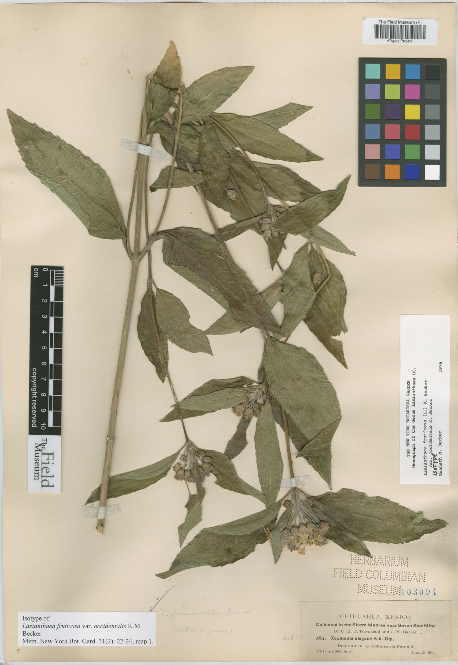Lasianthaea fruticosa var. occidentalis image