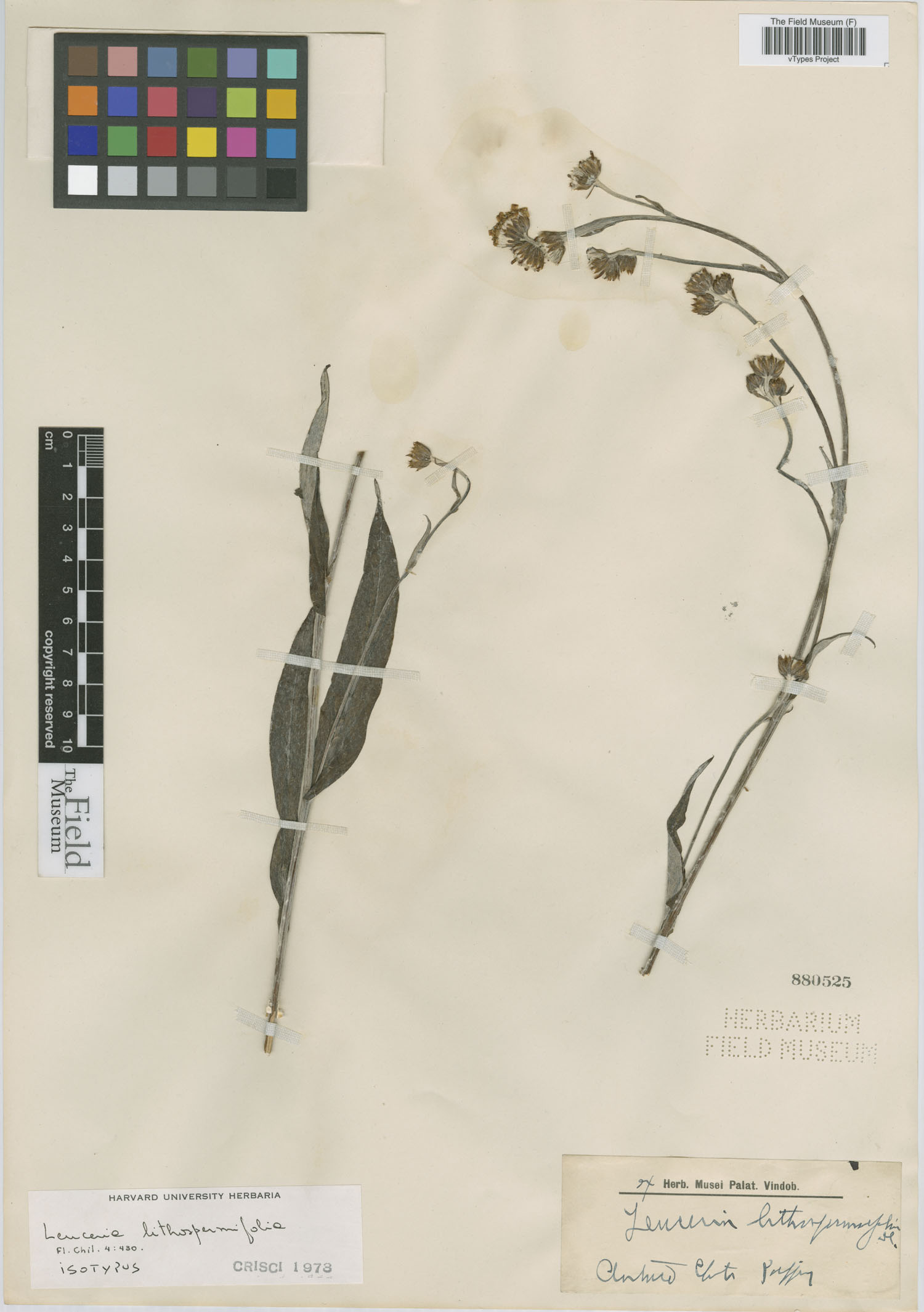 Leuceria lithospermifolia image