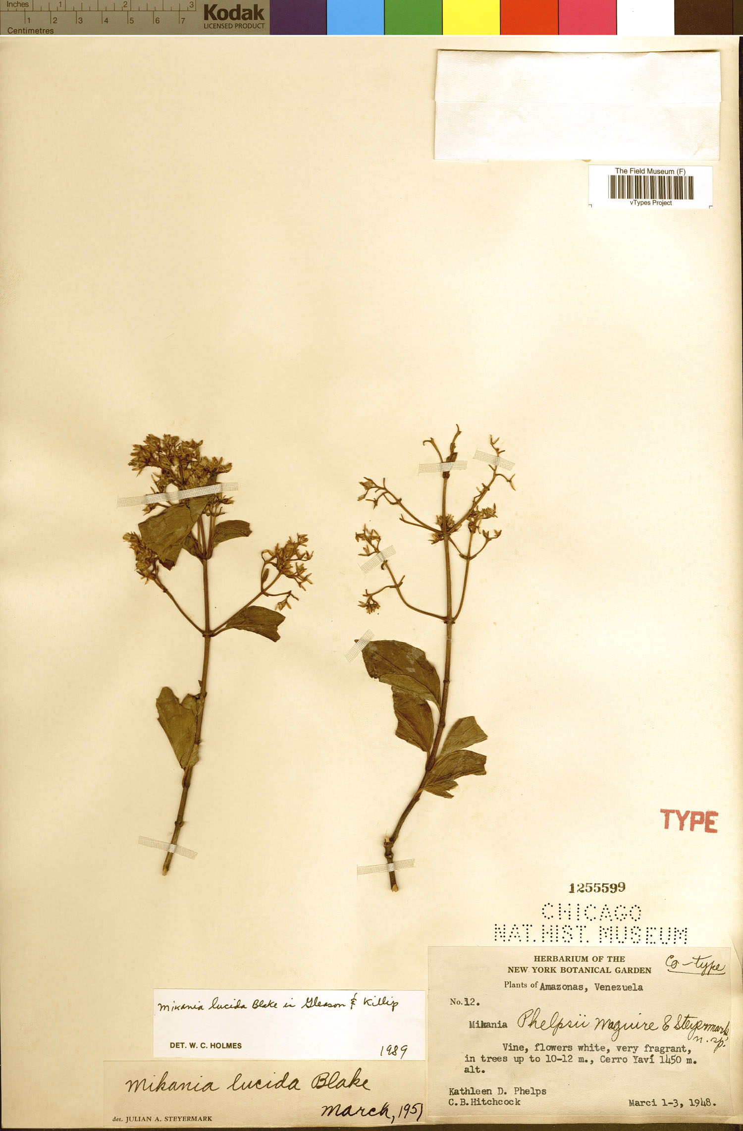 Mikania lucida image