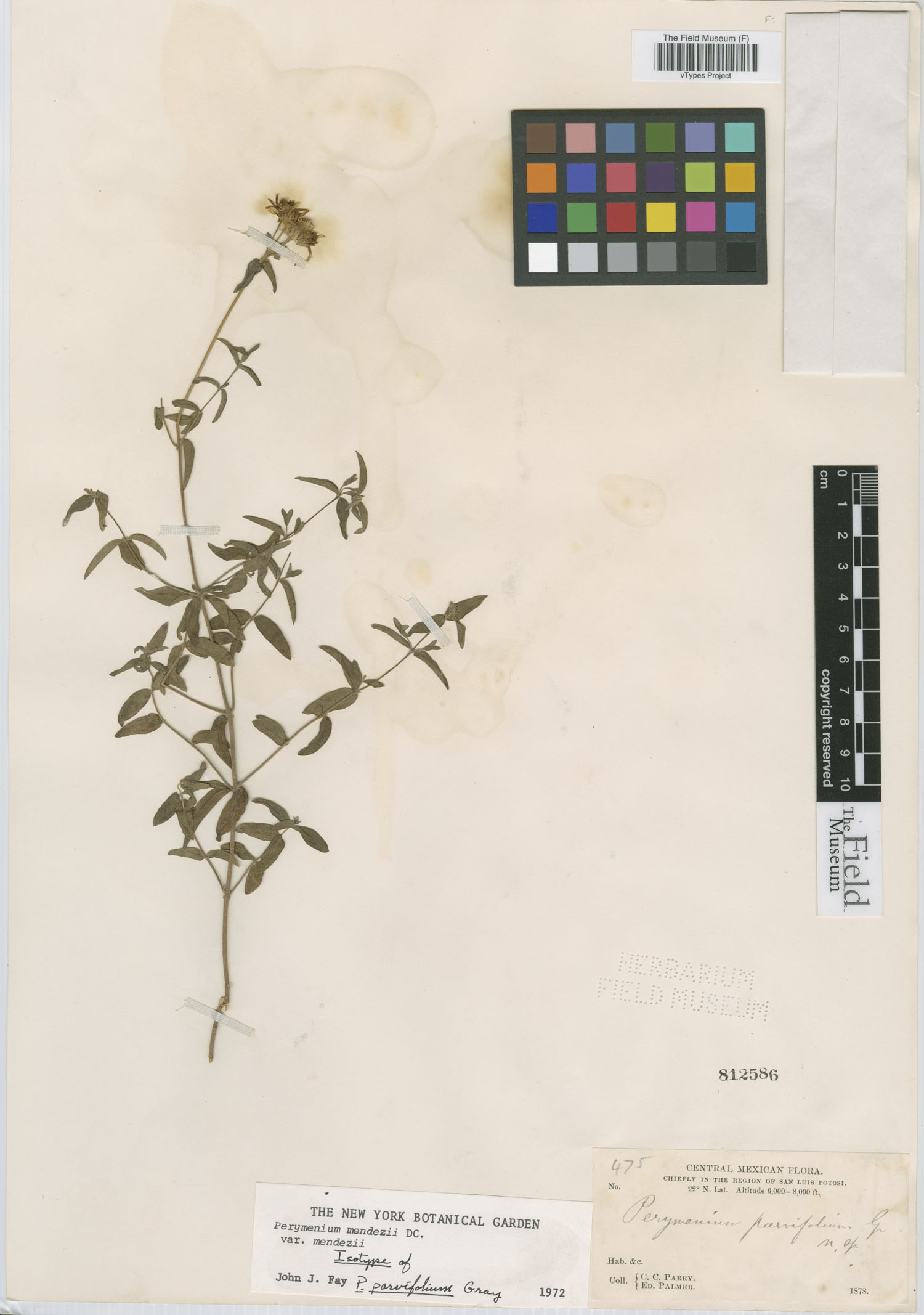 Perymenium parvifolium image