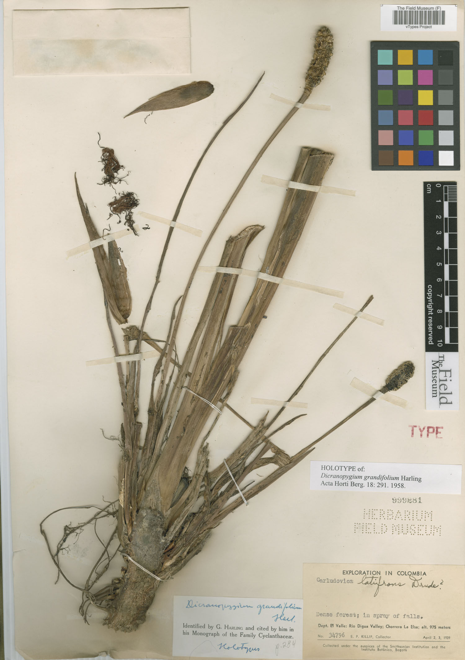 Dicranopygium grandifolium image