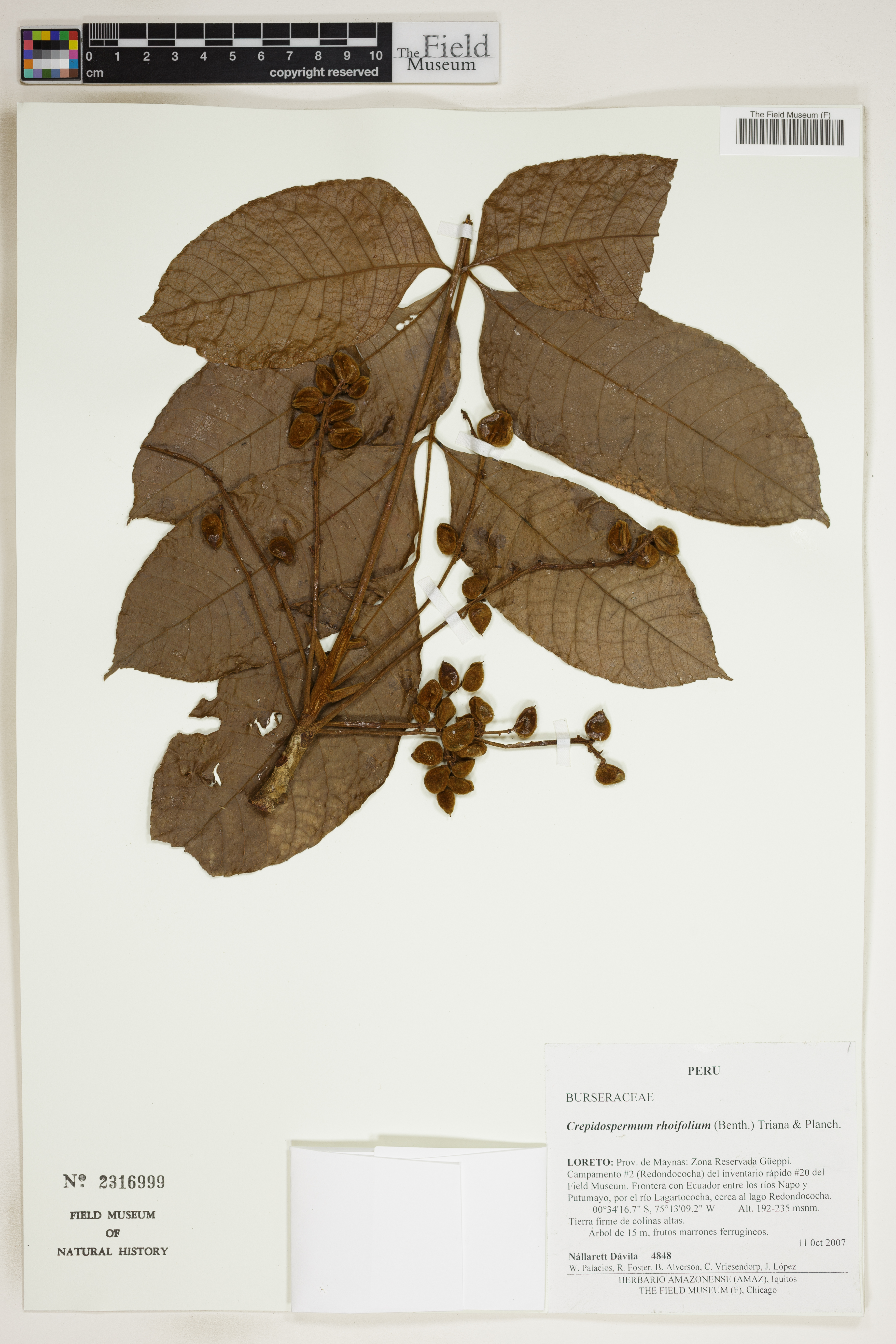 Crepidospermum rhoifolium image