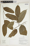 Banara axilliflora image