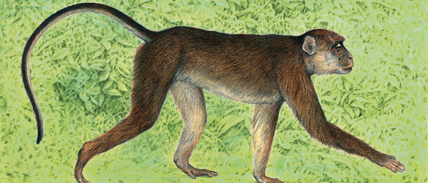 Macaca fascicularis illustration by Velizar Simeonovski (c) Field Museum of Natural History - CC BY-NC 4.0
