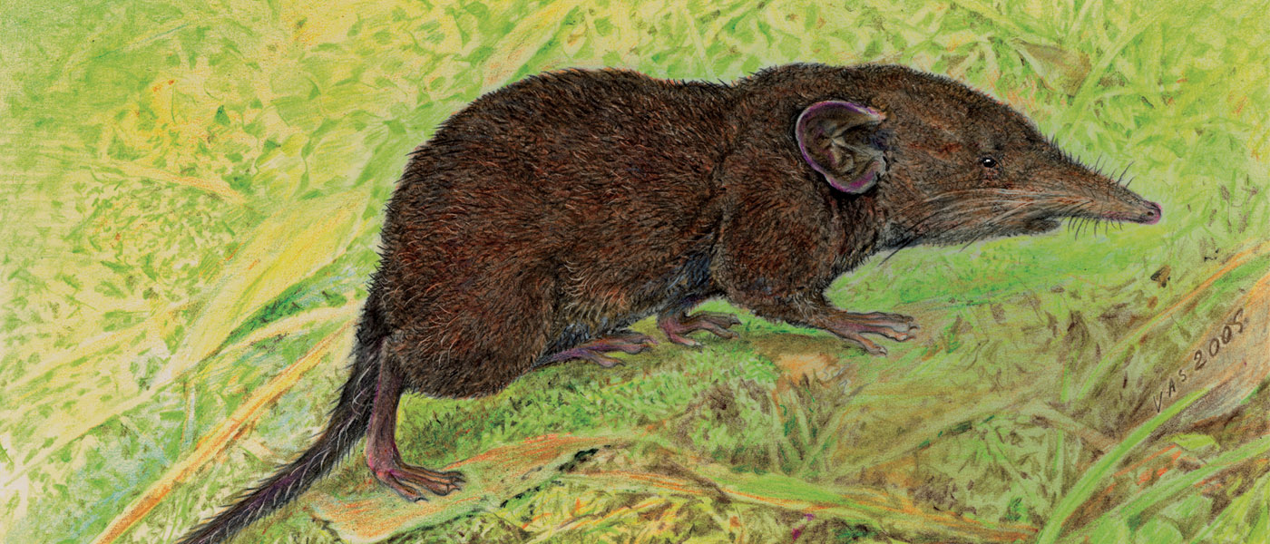 Philippine Shrew illustration by Velizar Simeonovski. (c) Field Museum of Natural History - CC BY-NC 4.0